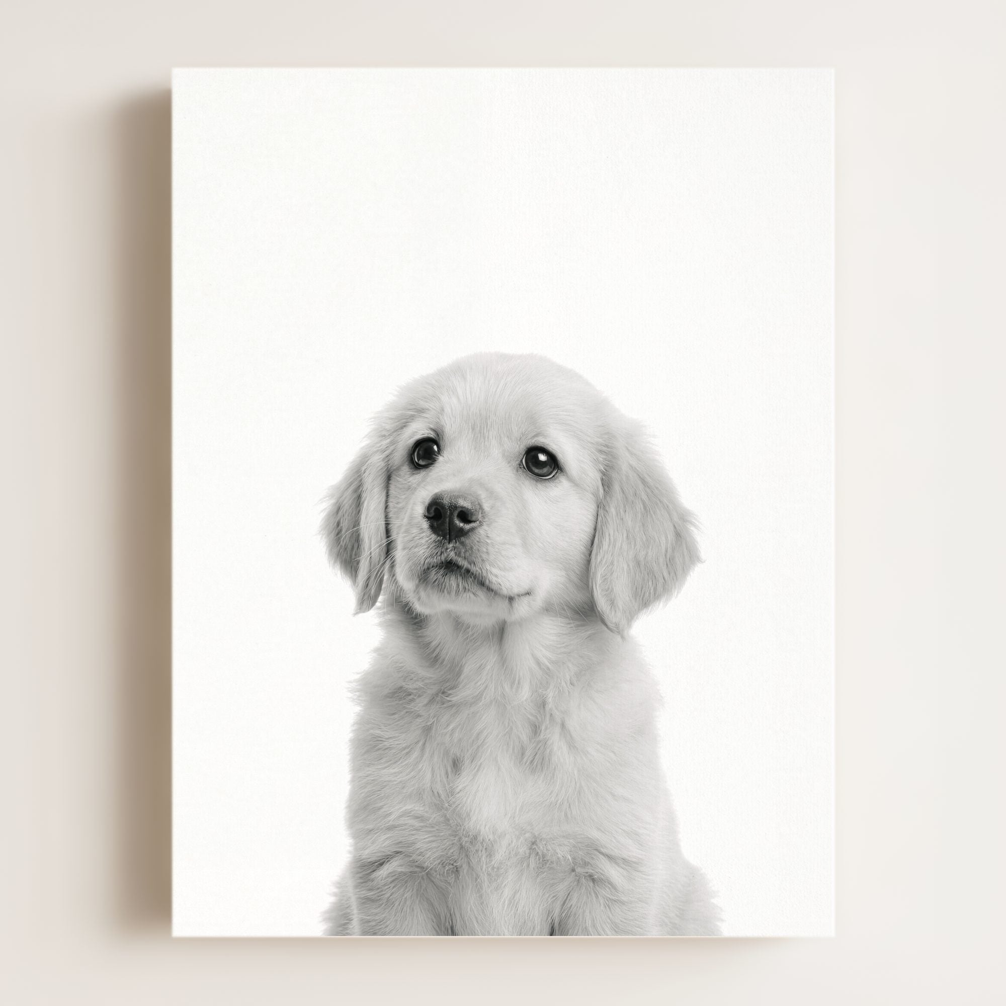Baby Puppy Golden Retriever Portrait
