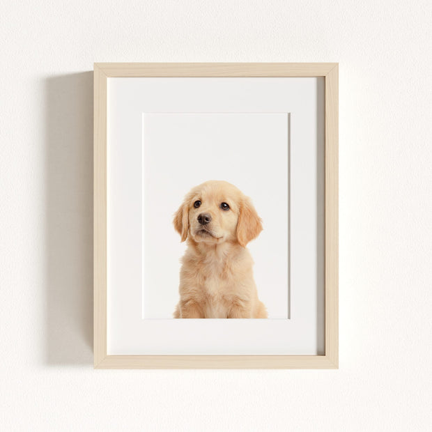 Baby Puppy Golden Retriever Portrait