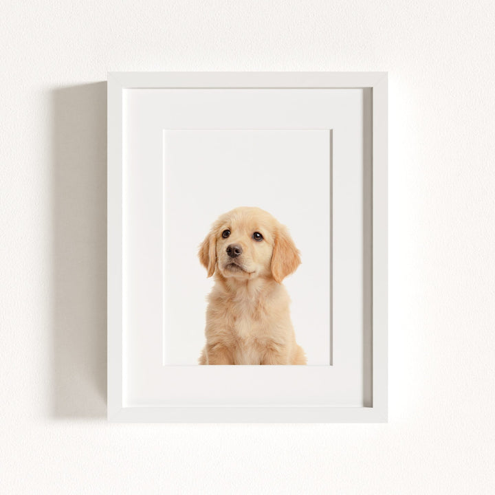 Baby Puppy Golden Retriever Portrait