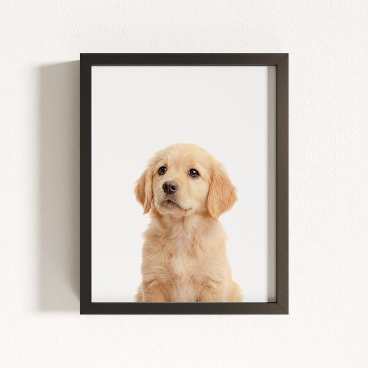Baby Puppy Golden Retriever Portrait