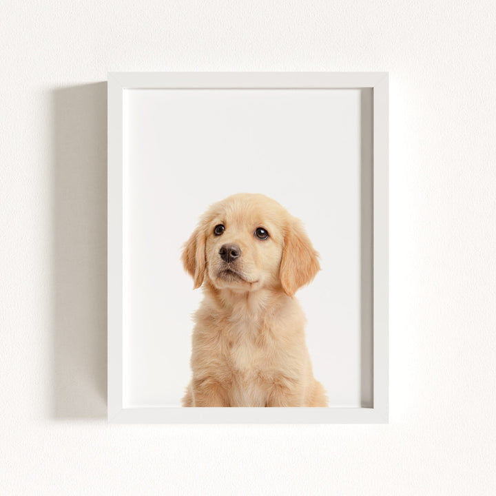 Baby Puppy Golden Retriever Portrait