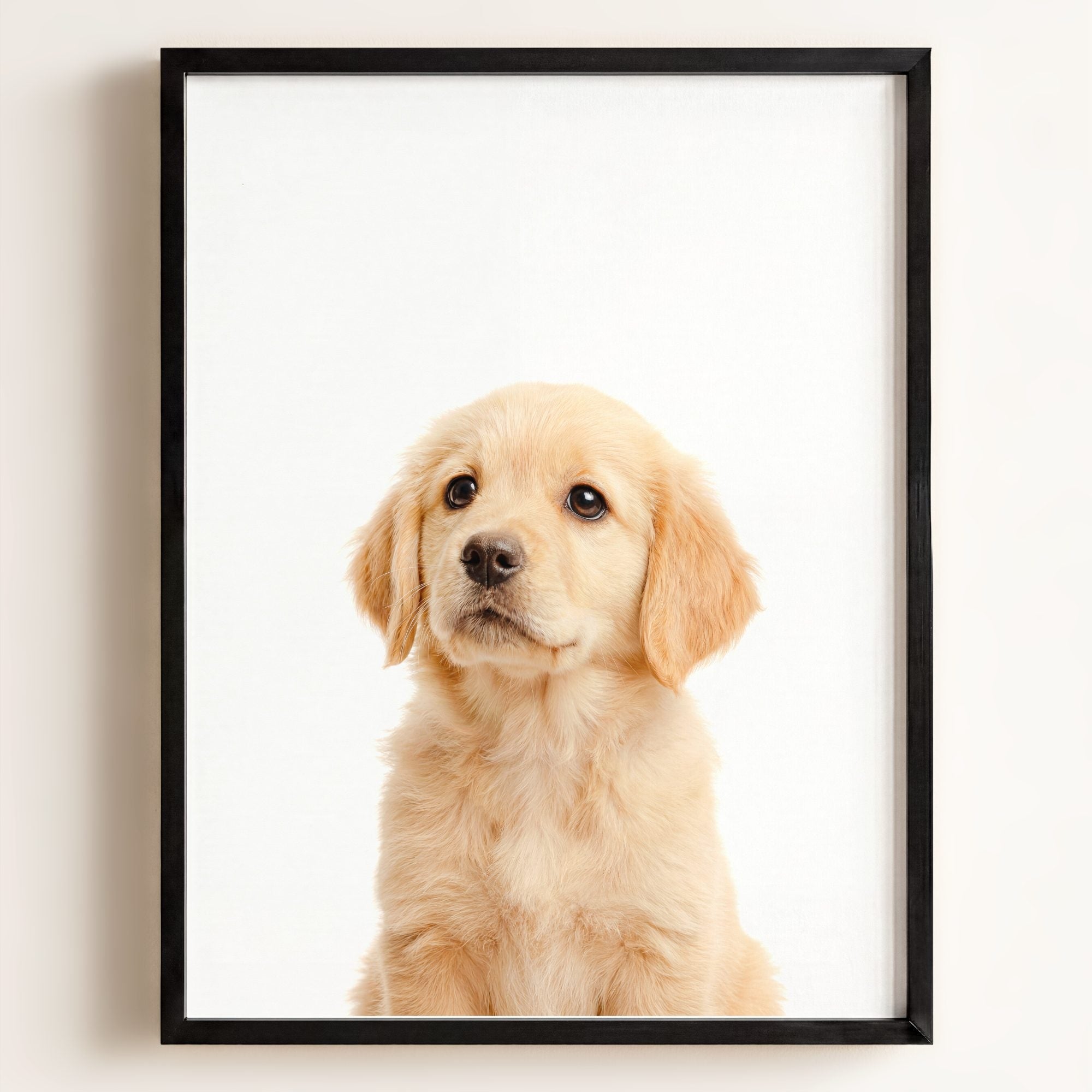 Baby Puppy Golden Retriever Portrait