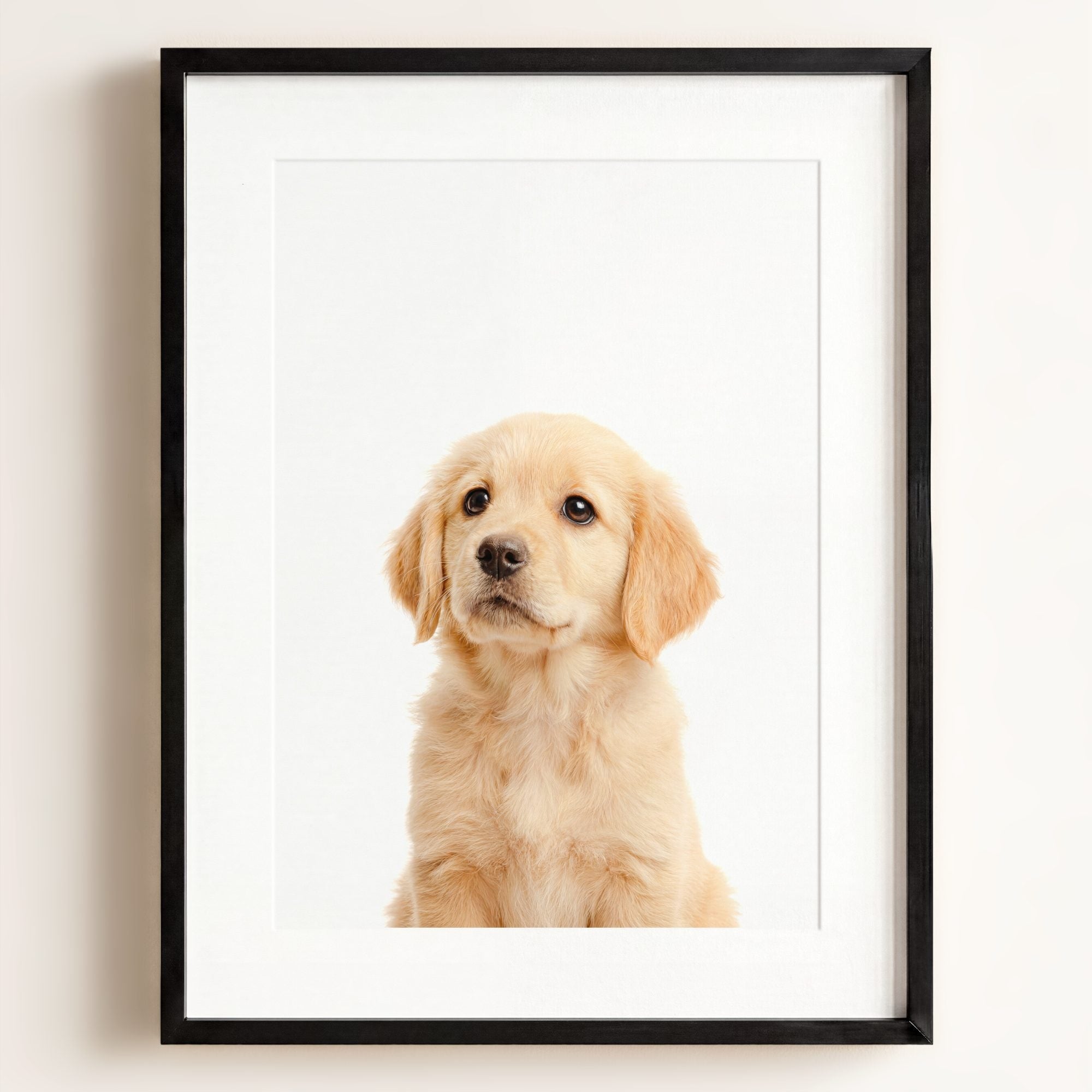Baby Puppy Golden Retriever Portrait