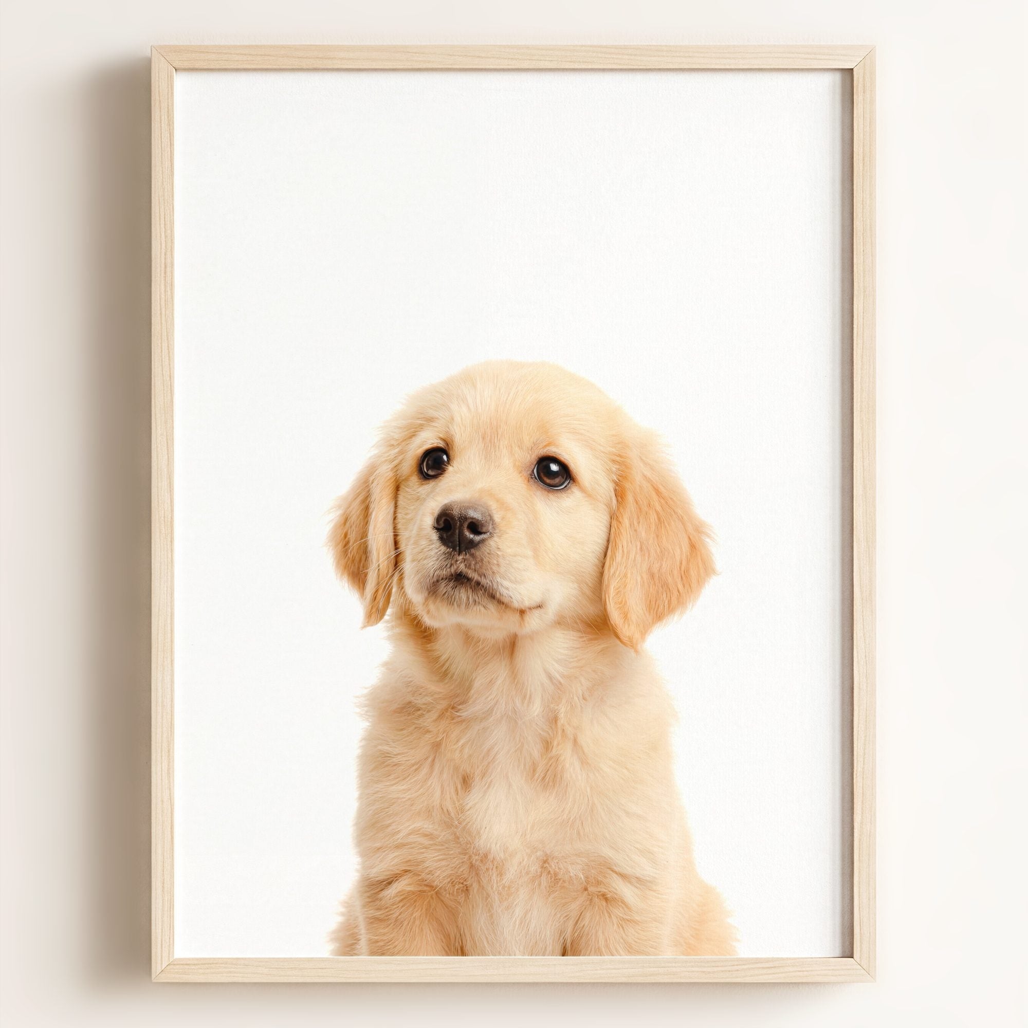 Baby Puppy Golden Retriever Portrait