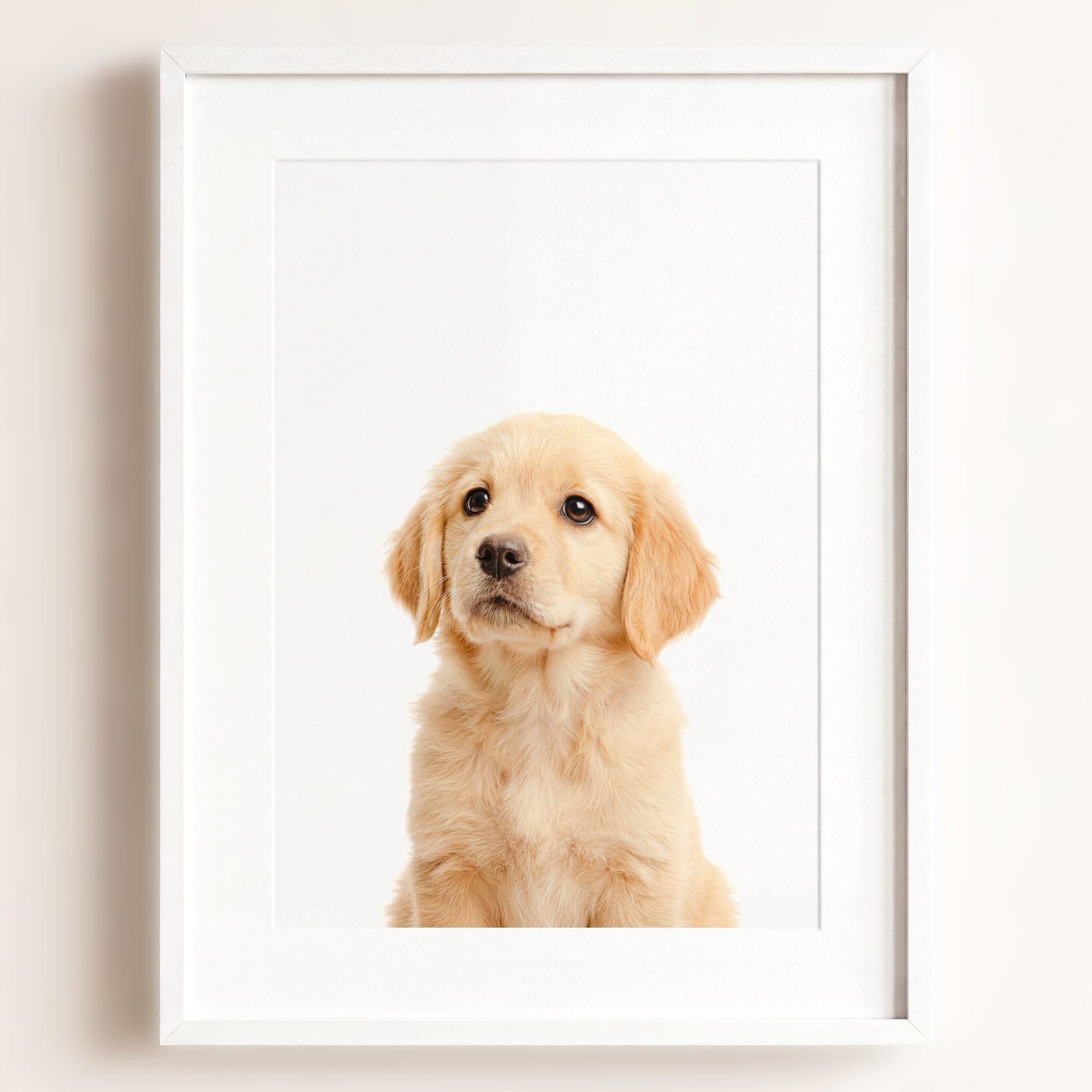 Baby Puppy Golden Retriever Portrait