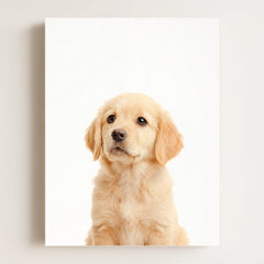 Baby Puppy Golden Retriever Portrait