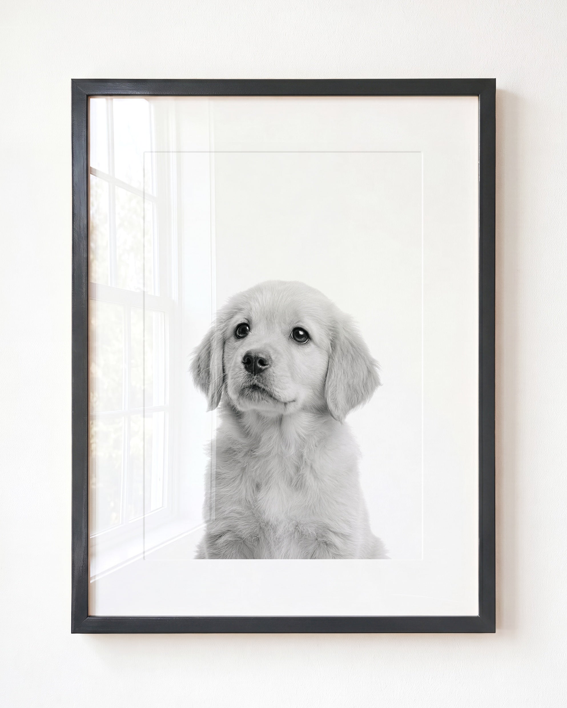Baby Puppy Golden Retriever Portrait