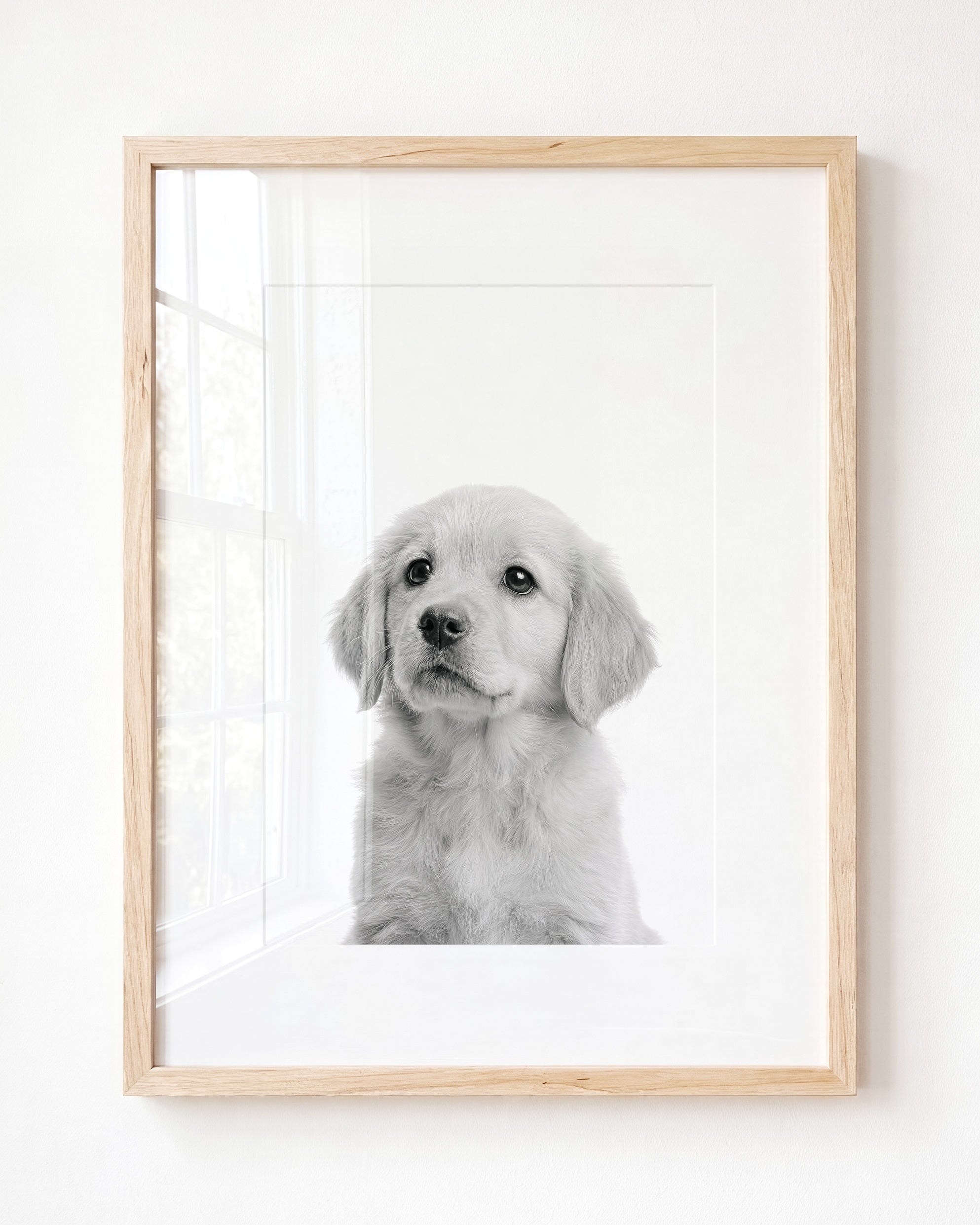 Baby Puppy Golden Retriever Portrait