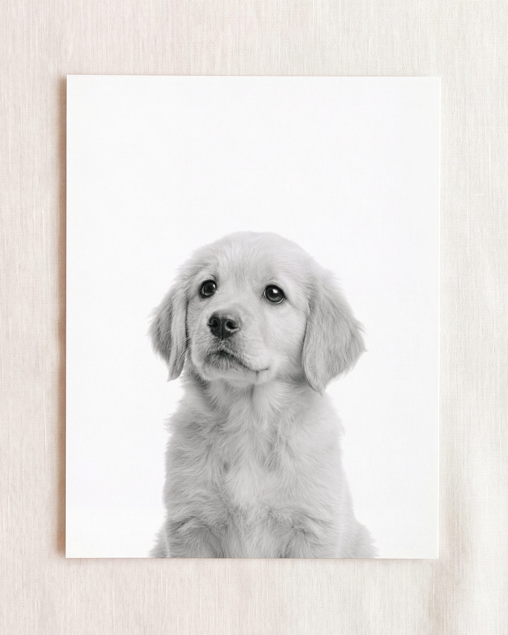 Baby Puppy Golden Retriever Portrait