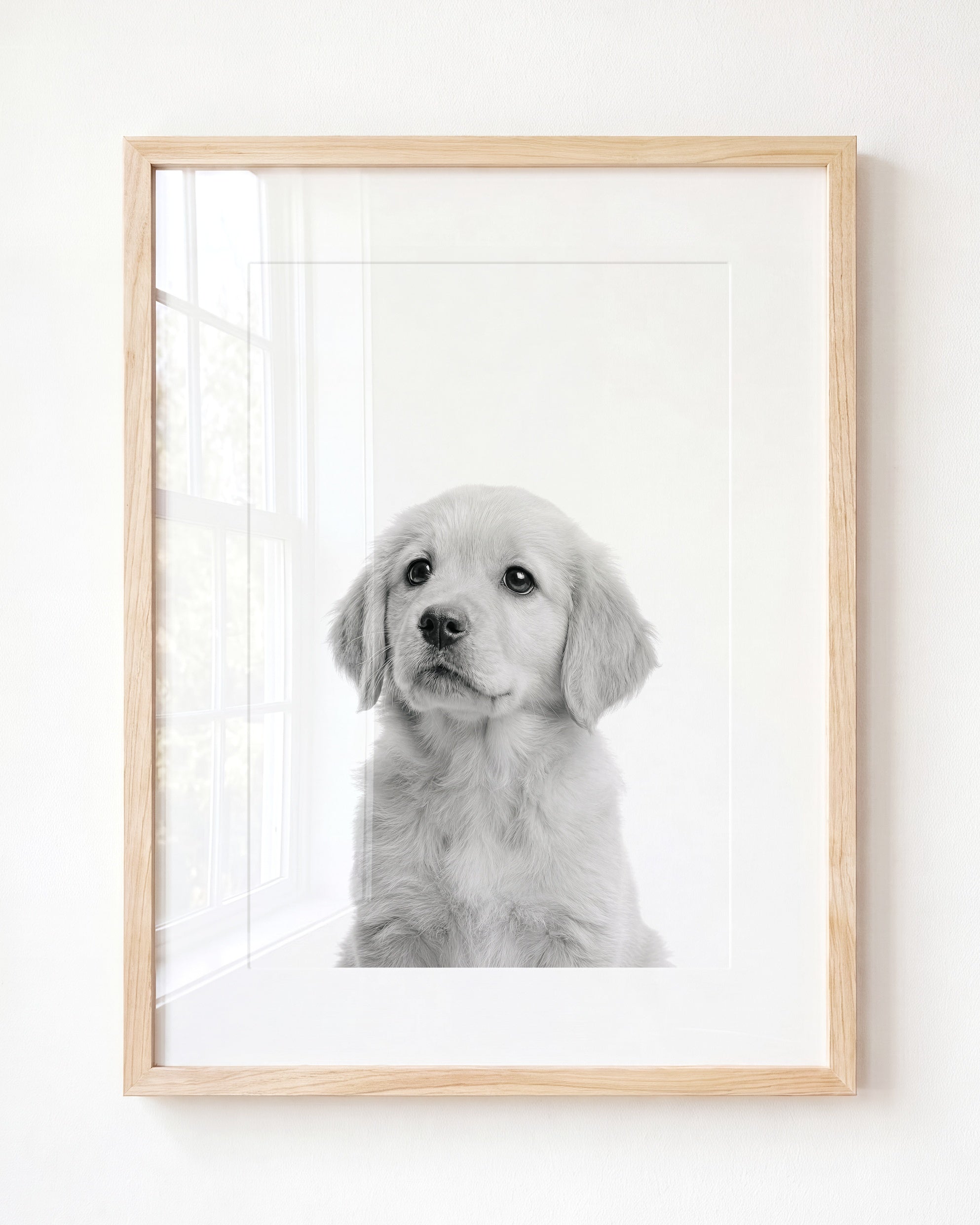 Baby Puppy Golden Retriever Portrait