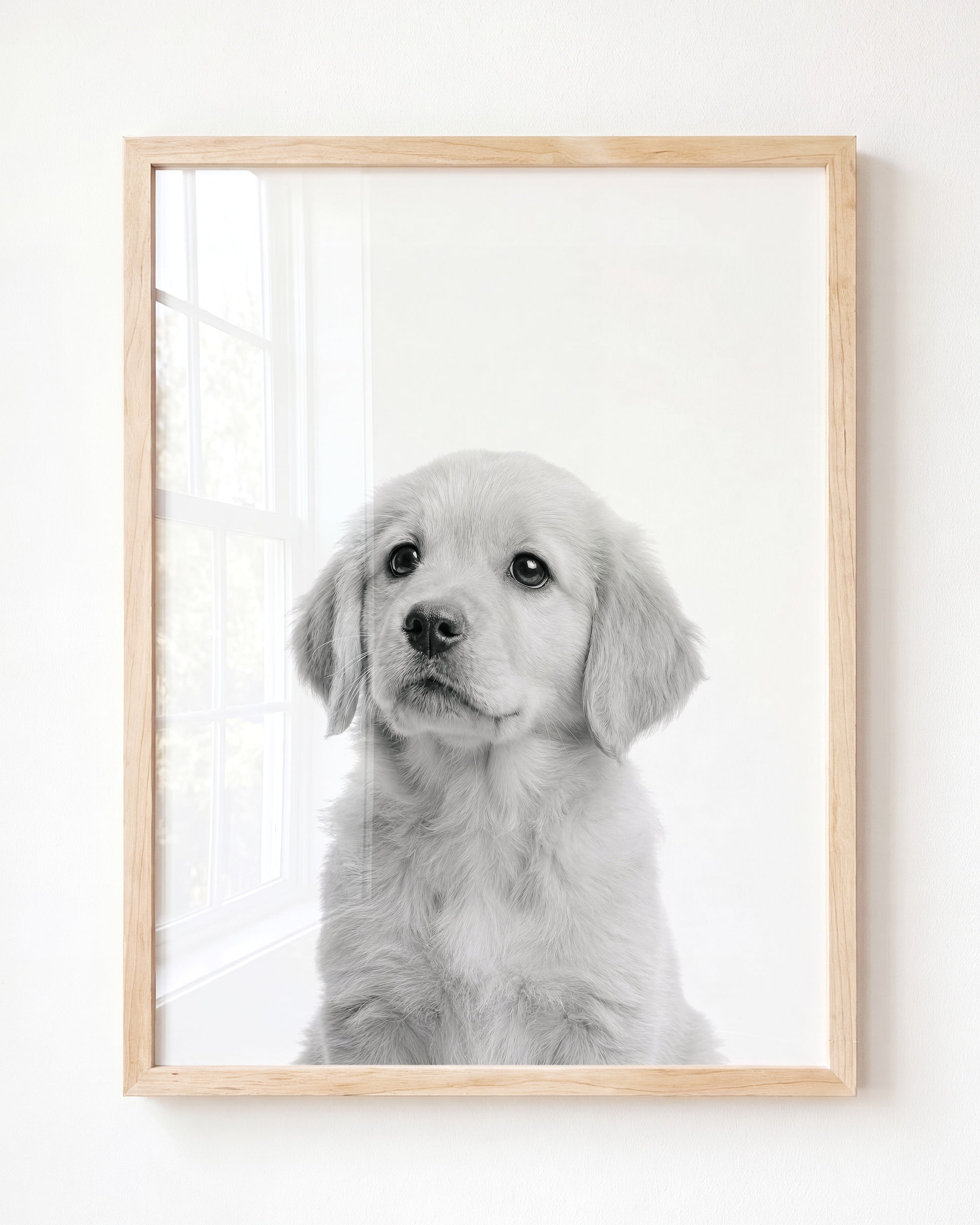Baby Puppy Golden Retriever Portrait