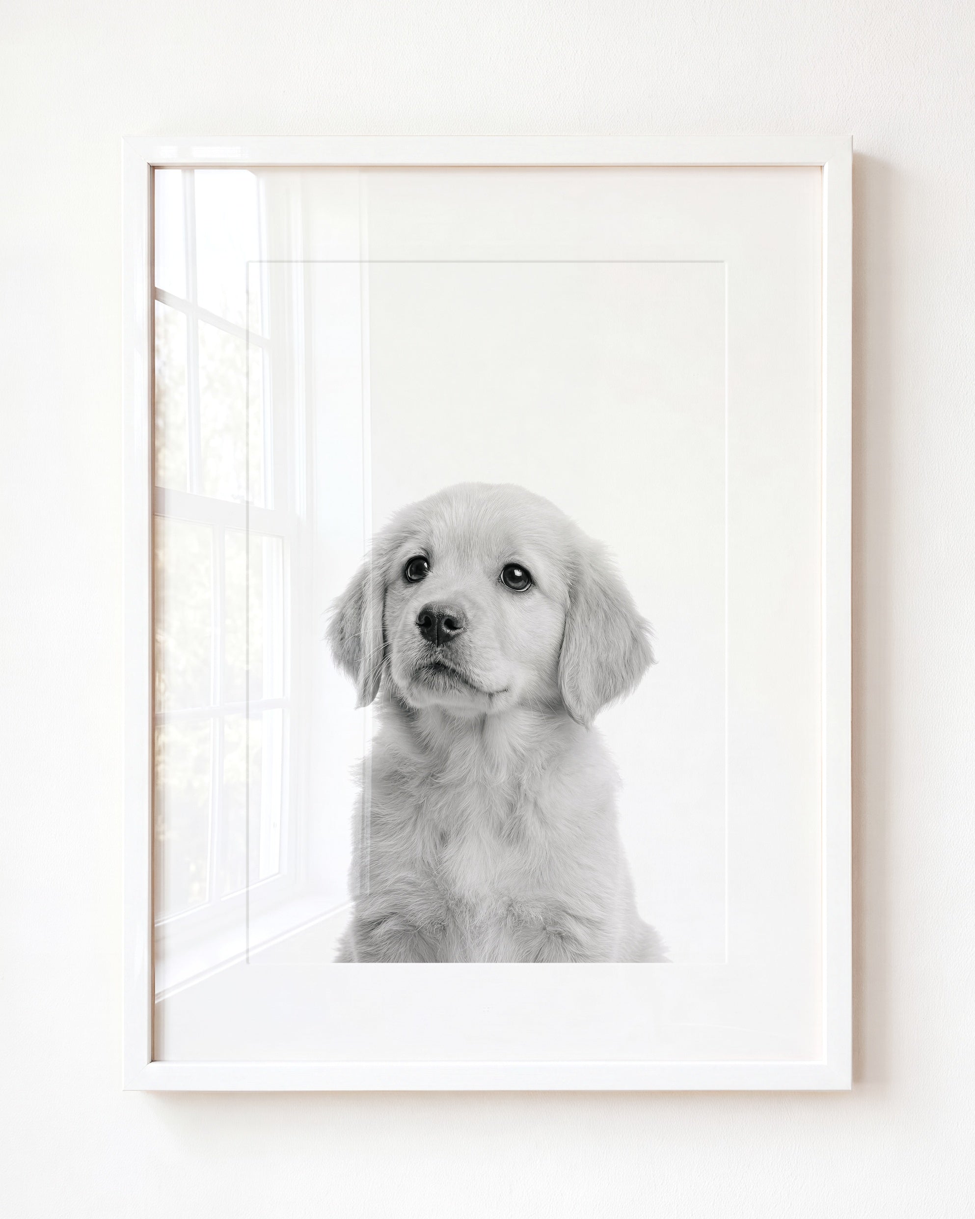 Baby Puppy Golden Retriever Portrait