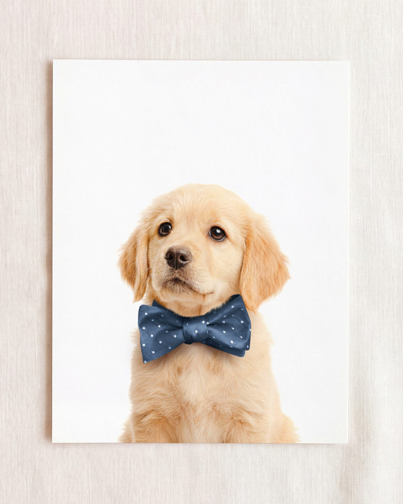 Bow Tie Cornflower