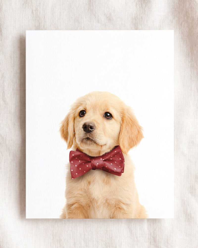 Bow Tie