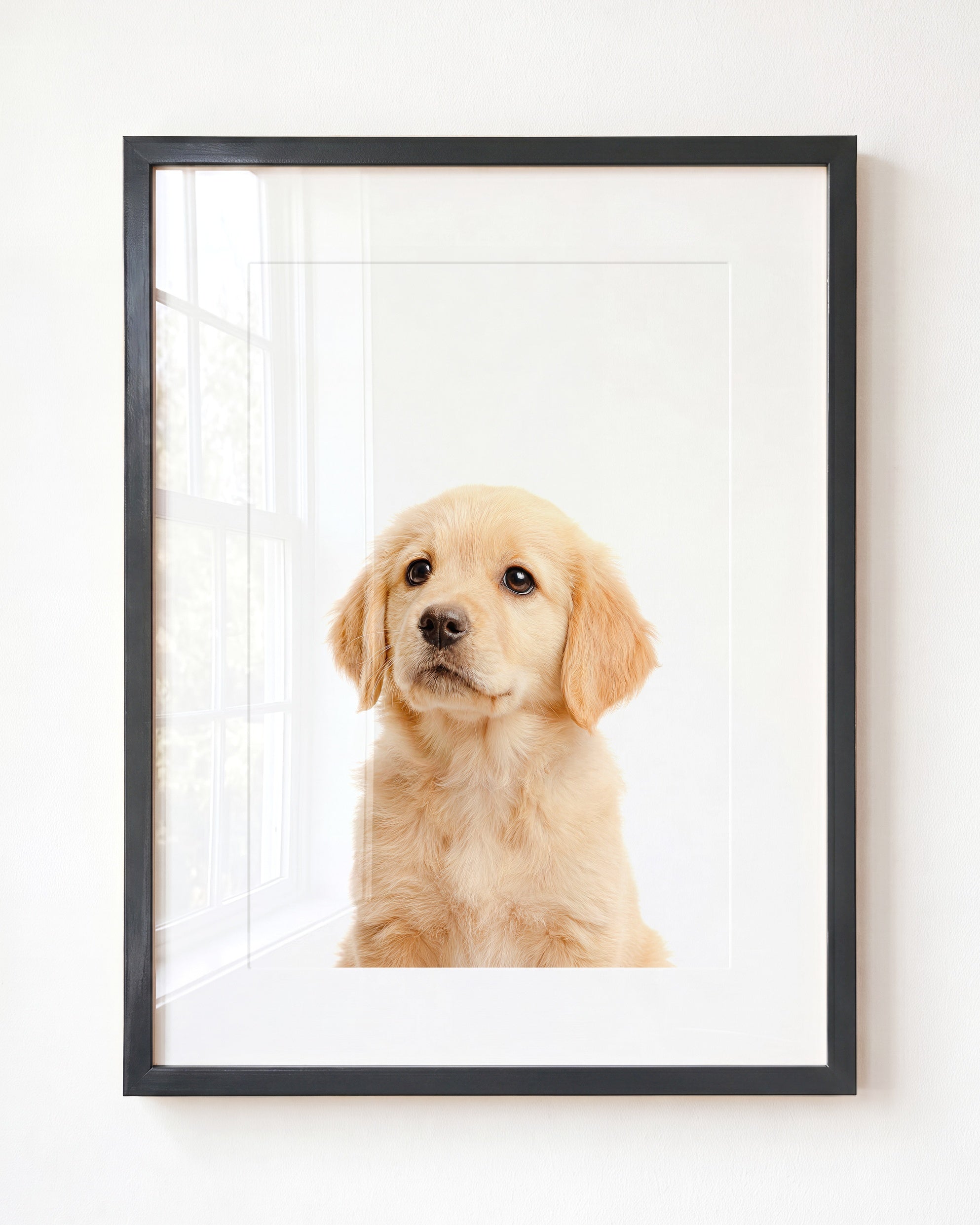 Baby Puppy Golden Retriever Portrait