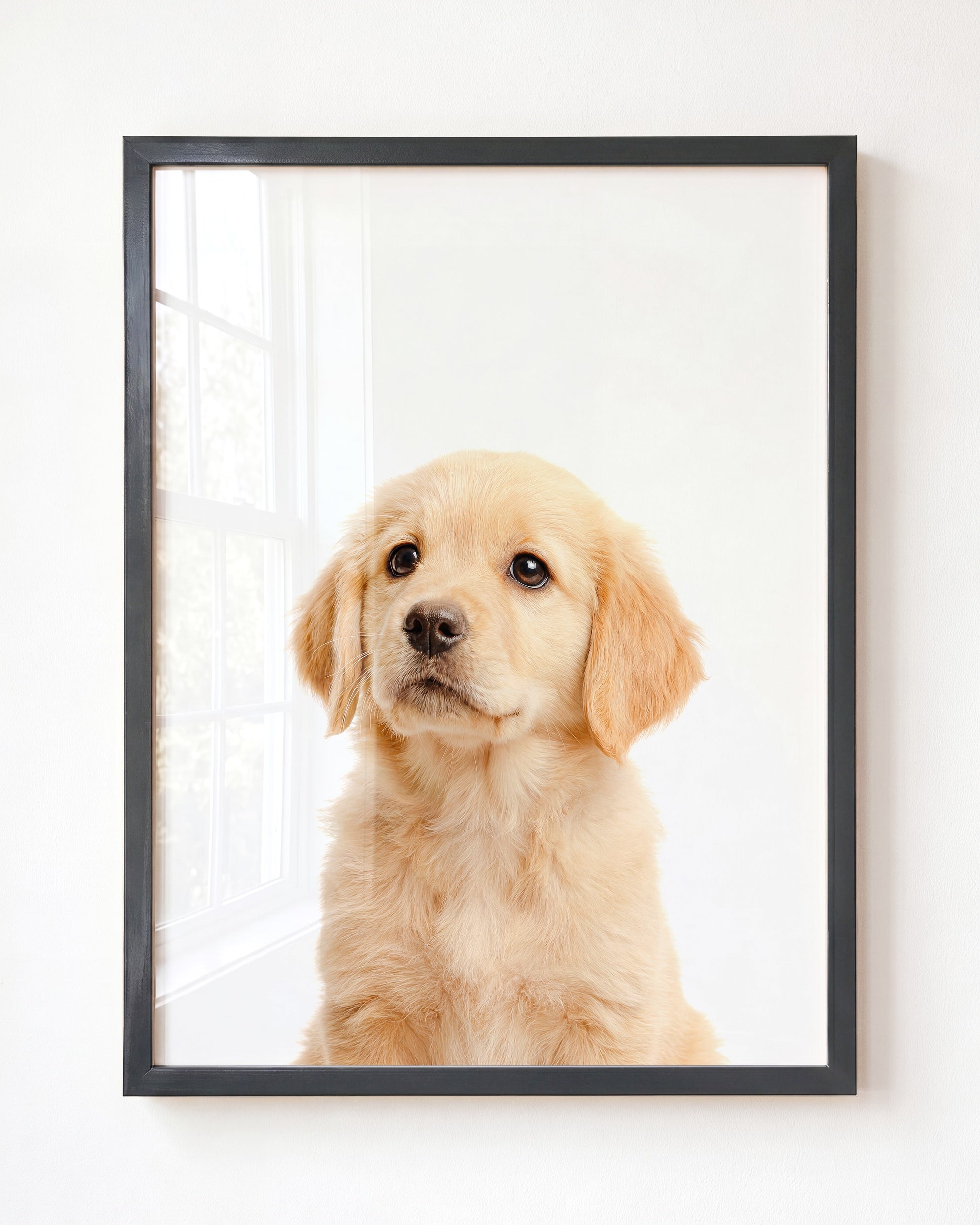 Baby Puppy Golden Retriever Portrait