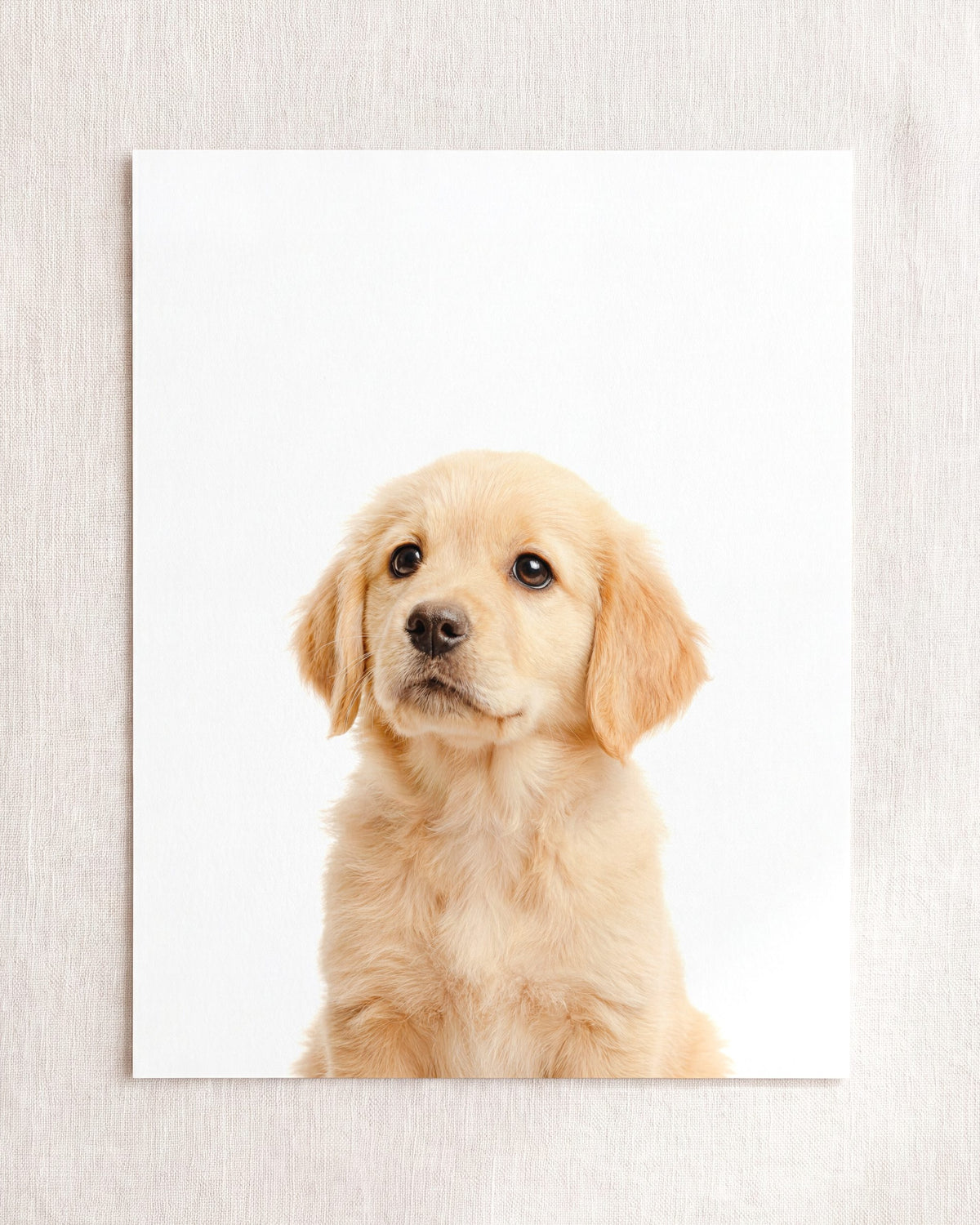 Baby Puppy Golden Retriever Portrait