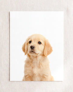 Baby Puppy Golden Retriever Portrait