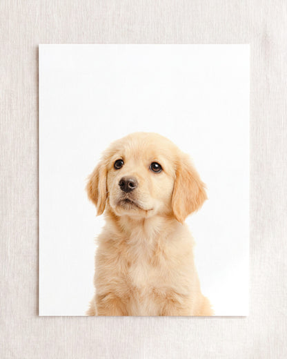 Baby Puppy Golden Retriever Portrait