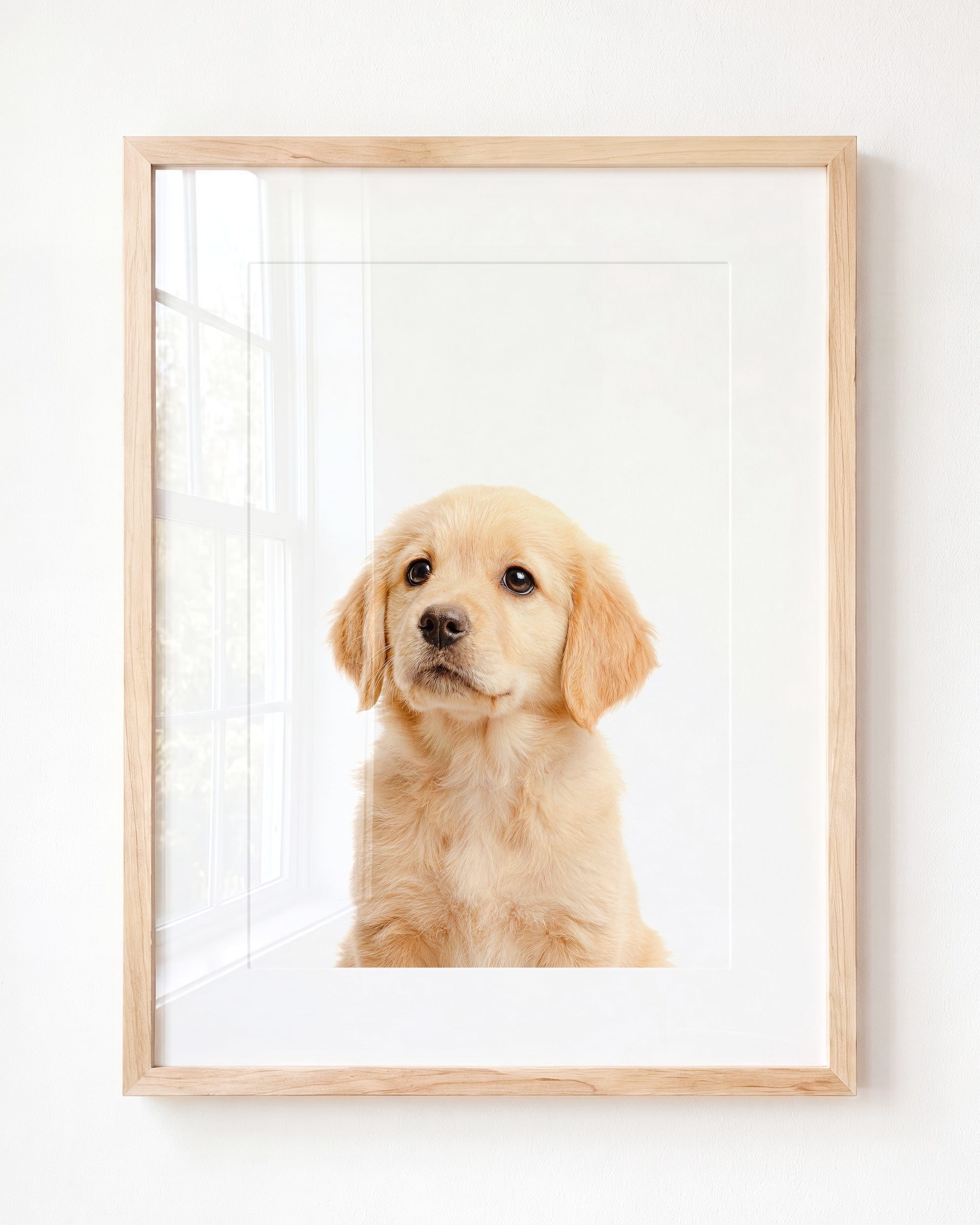 Baby Puppy Golden Retriever Portrait