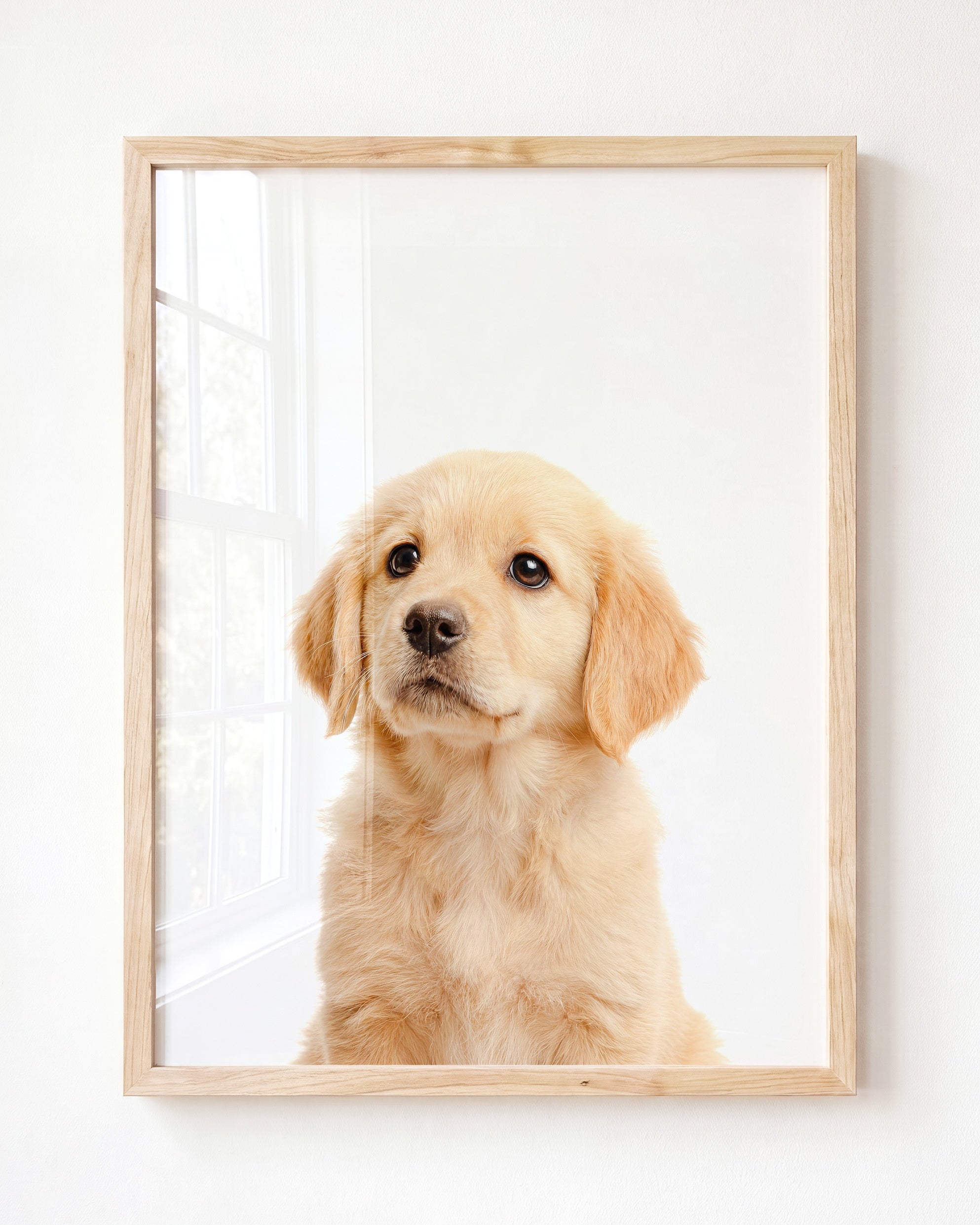 Baby Puppy Golden Retriever Portrait