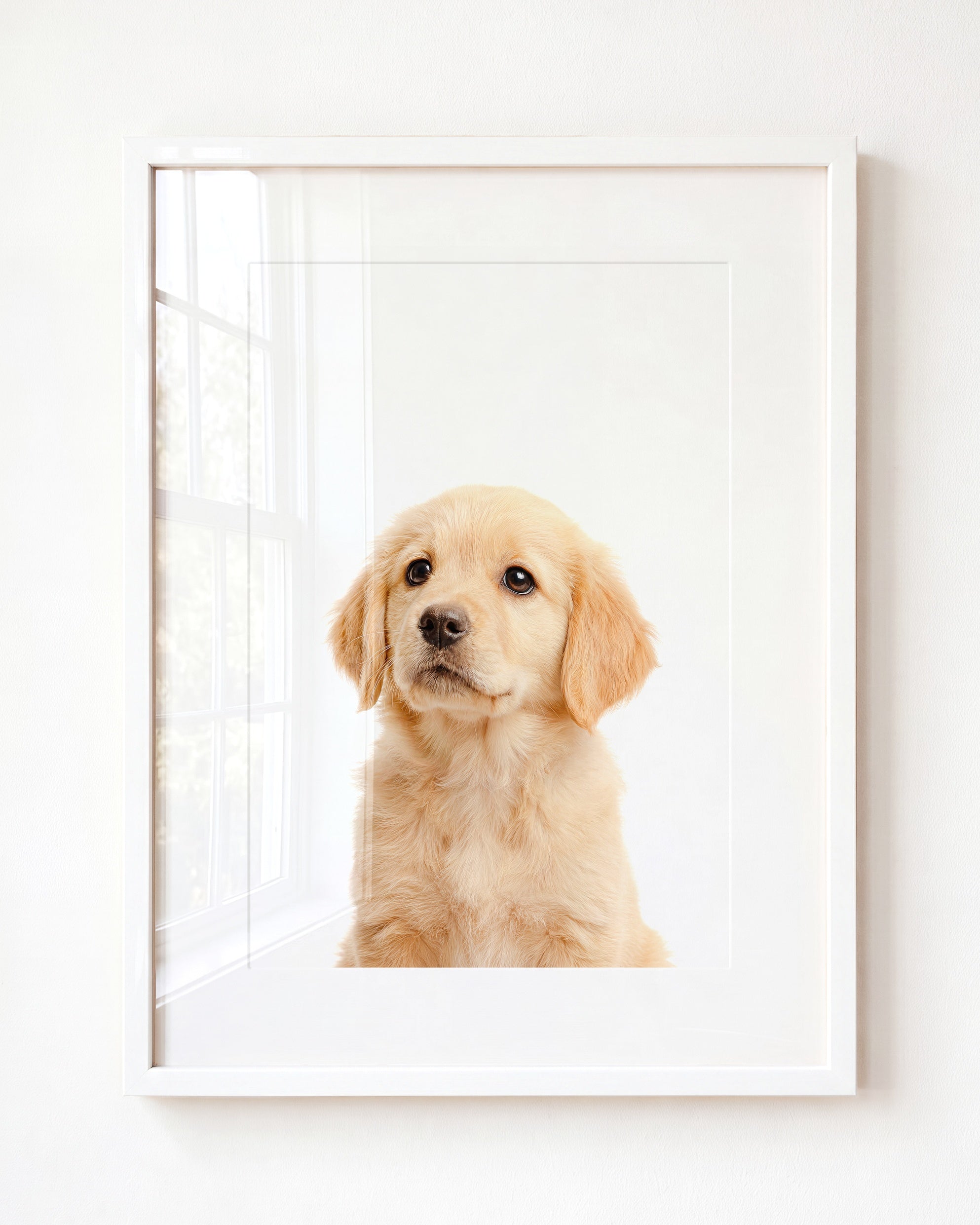 Baby Puppy Golden Retriever Portrait