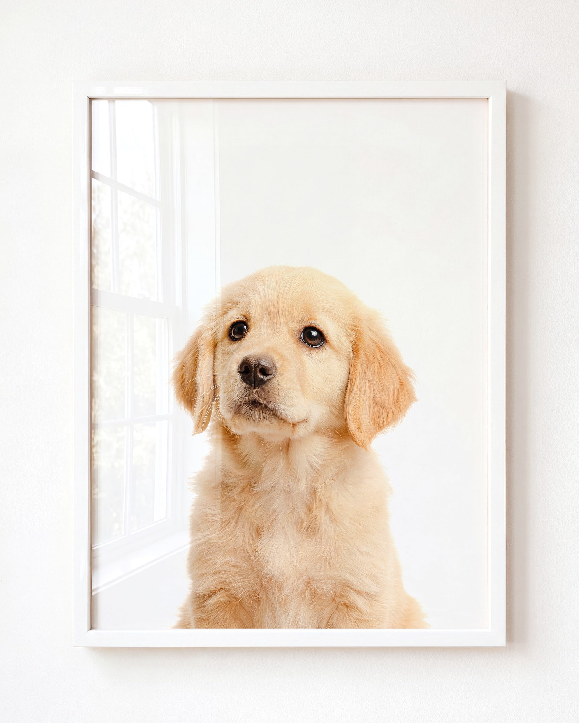 Baby Puppy Golden Retriever Portrait