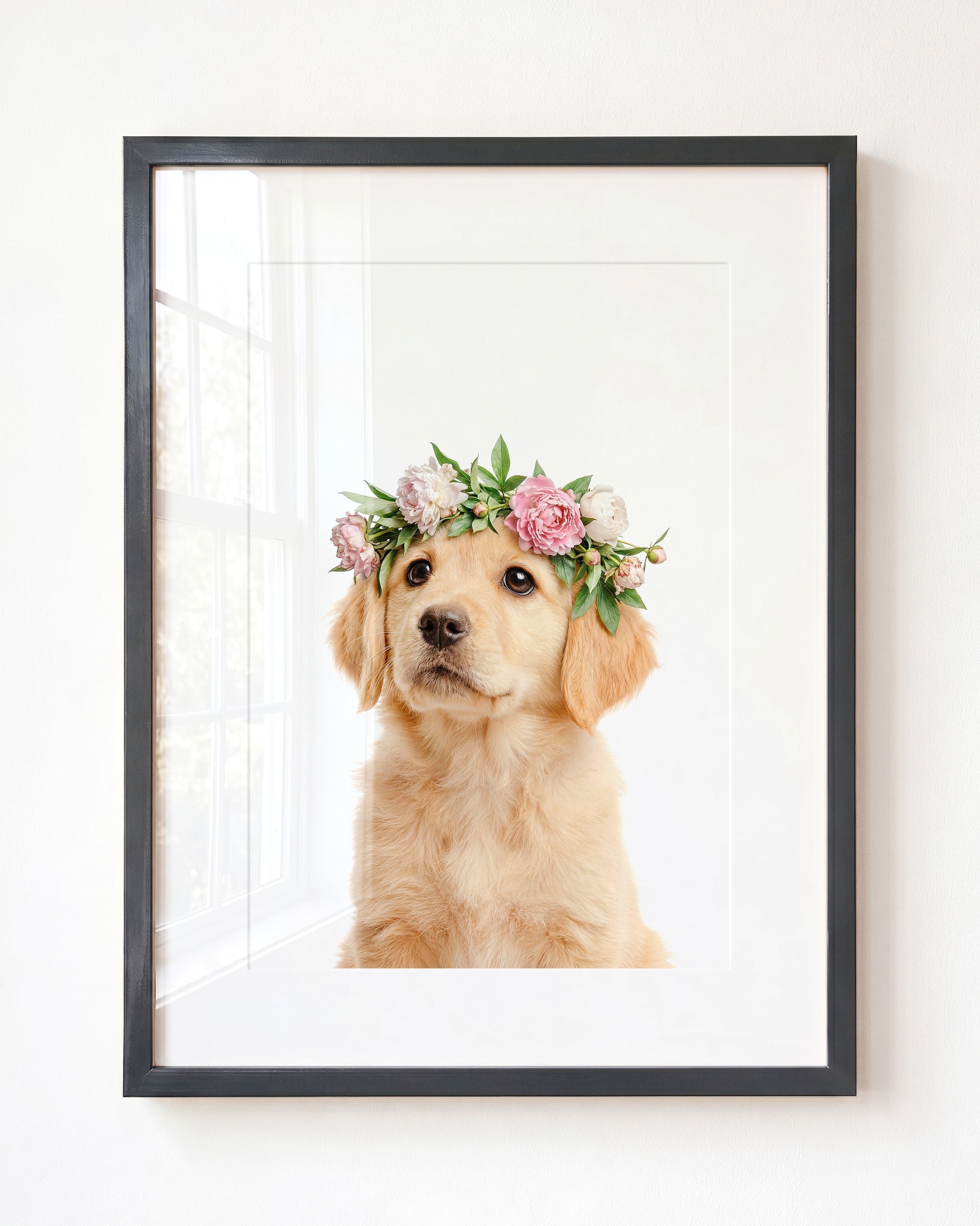 Baby Puppy Golden Retriever Portrait