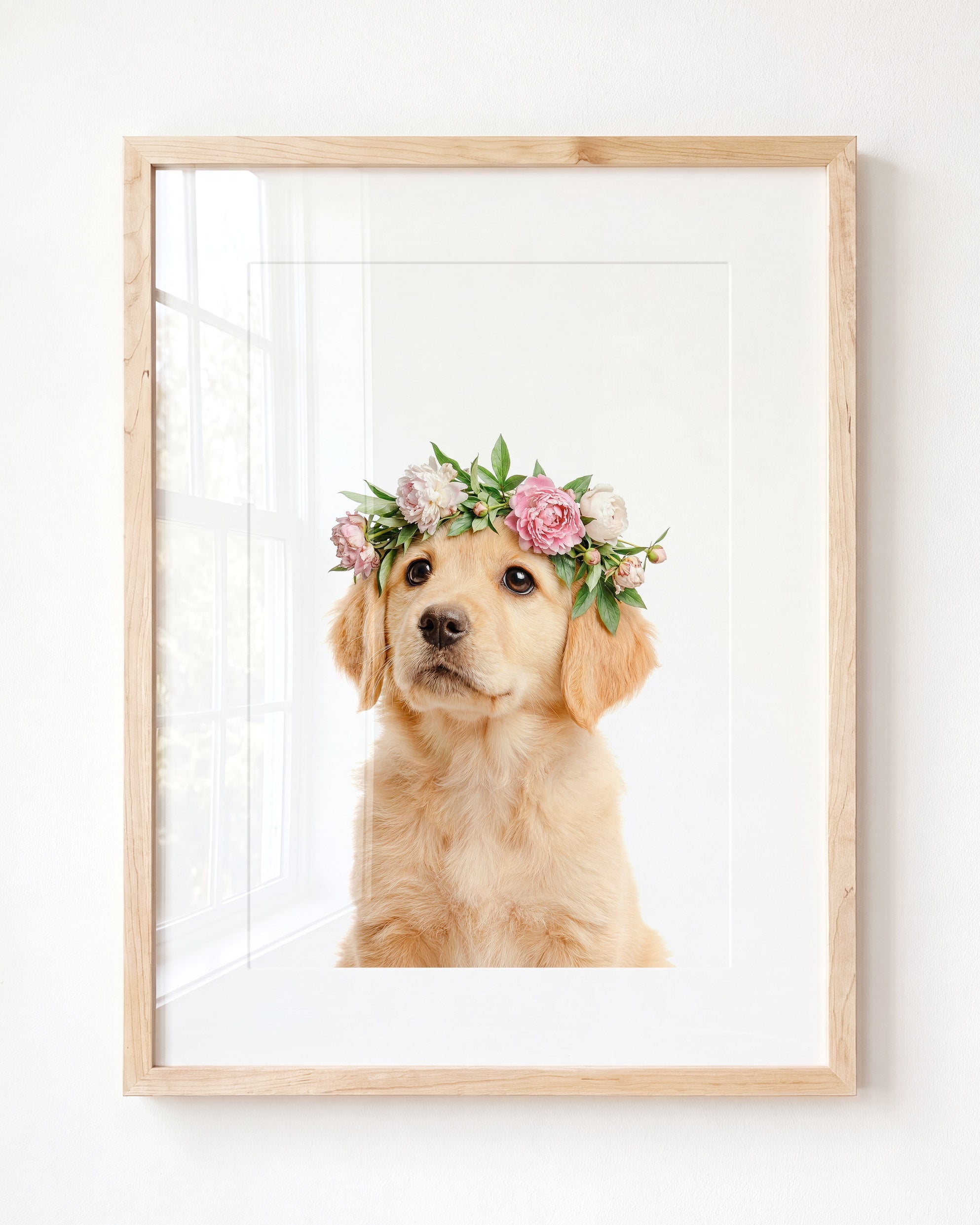 Baby Puppy Golden Retriever Portrait