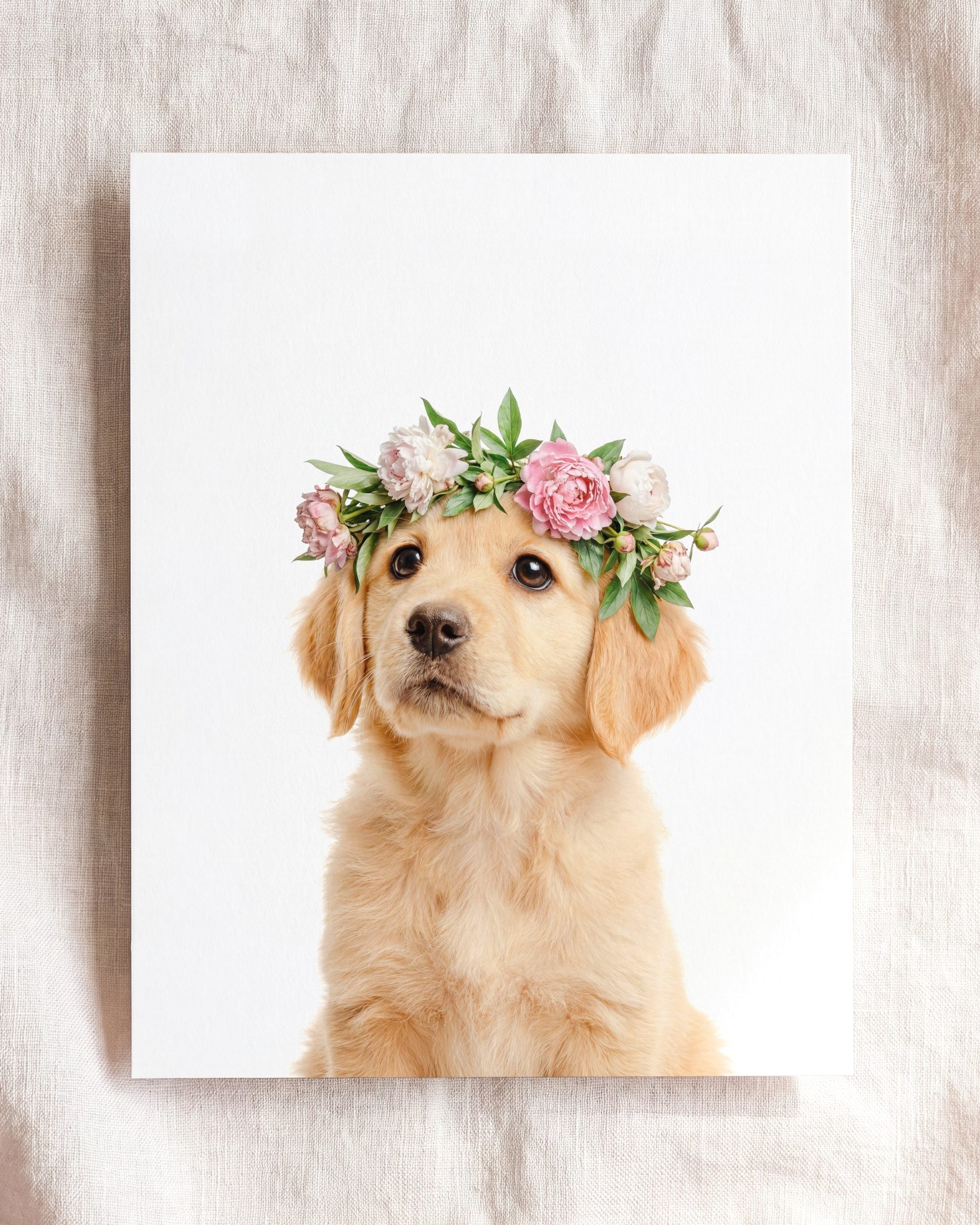 Baby Puppy Golden Retriever Portrait