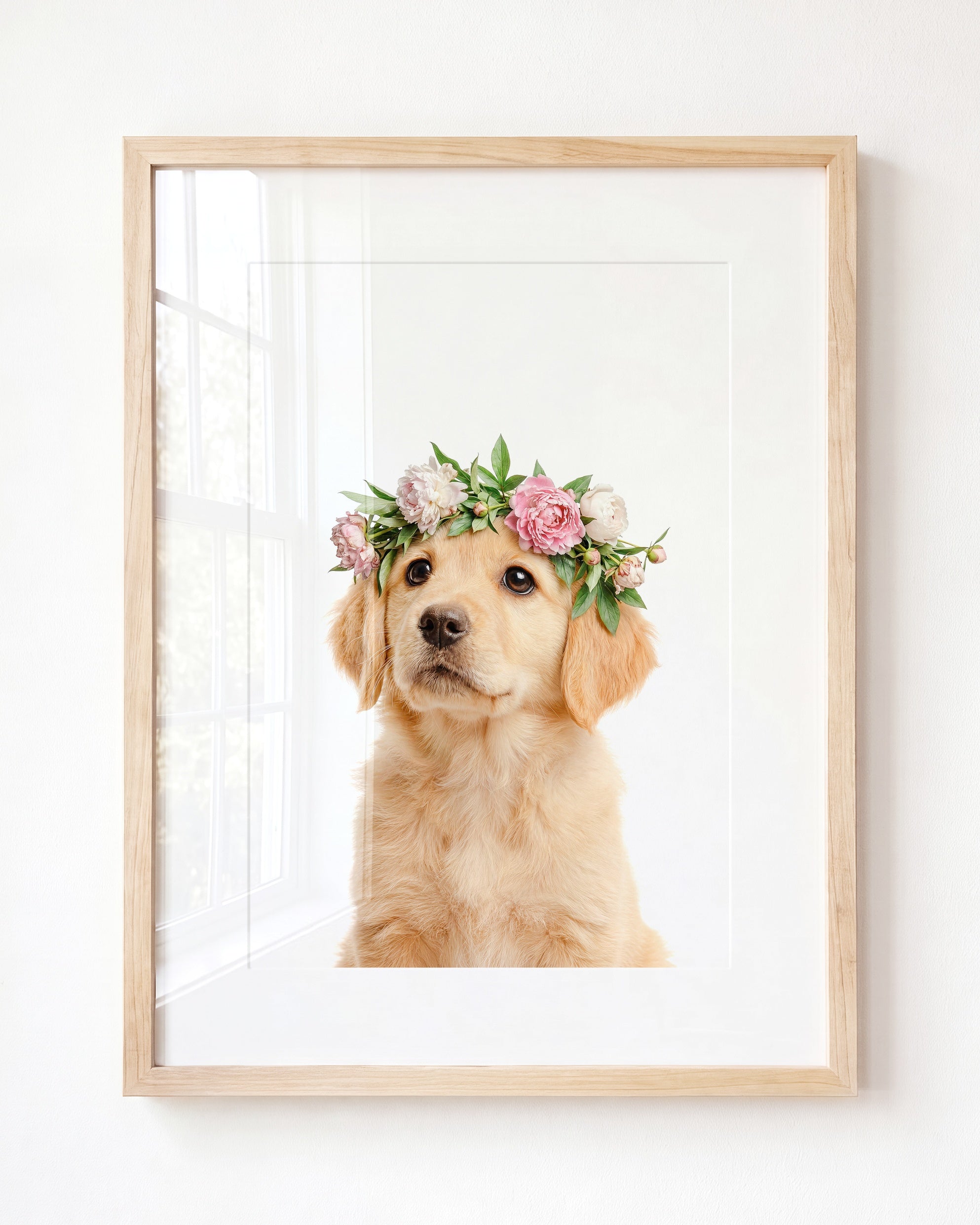 Baby Puppy Golden Retriever Portrait
