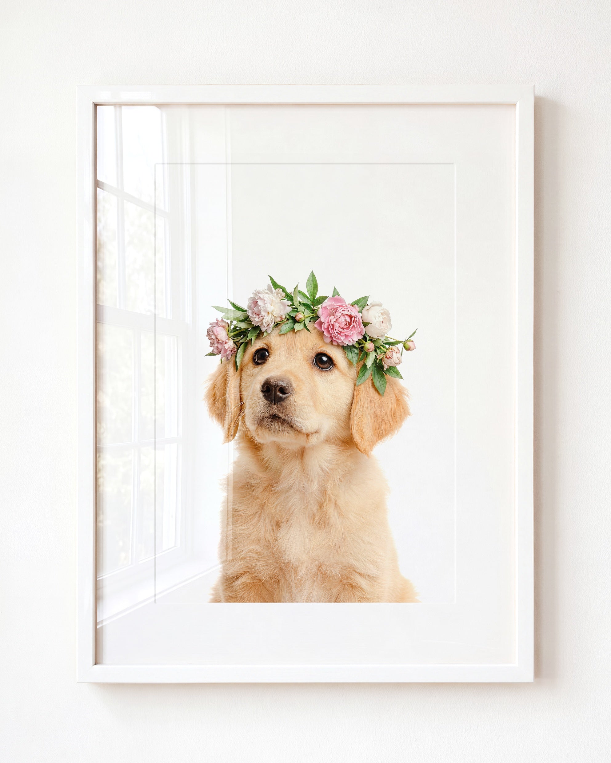 Baby Puppy Golden Retriever Portrait