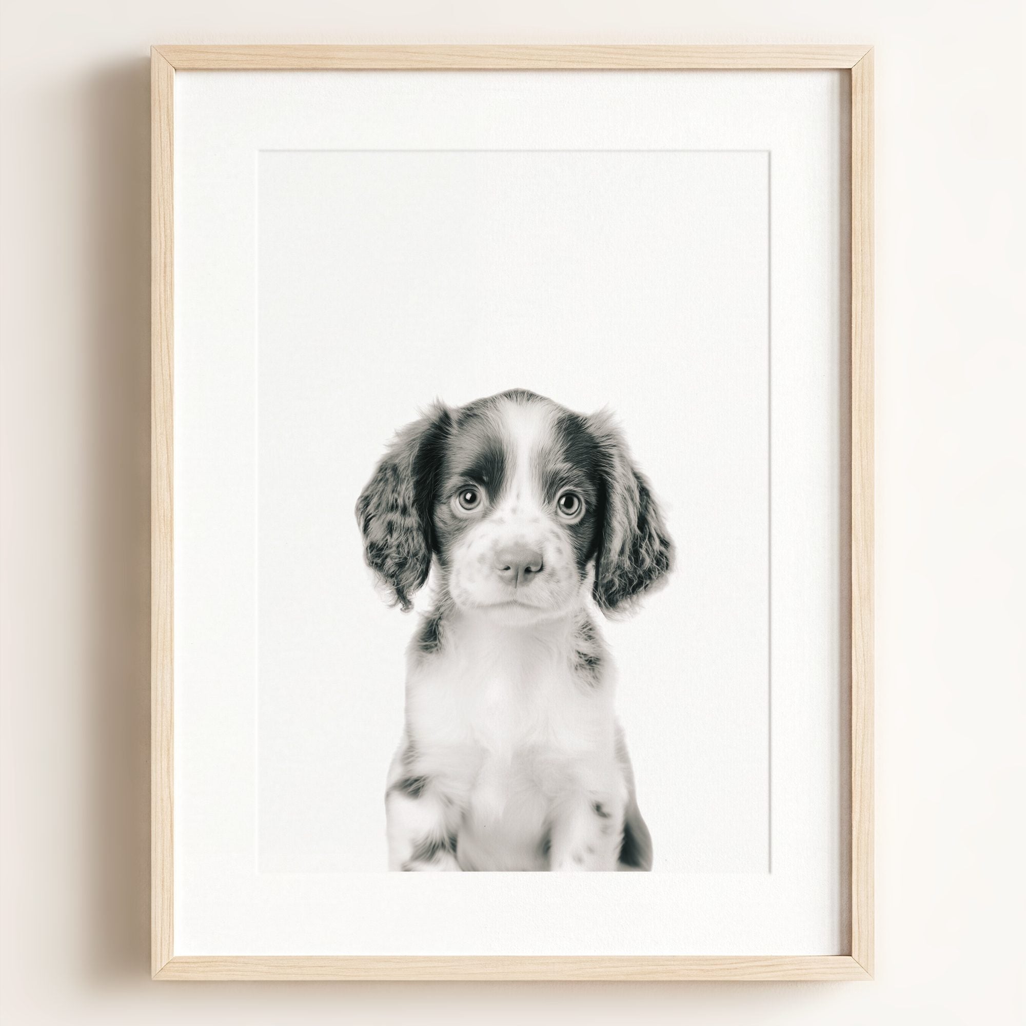 Baby Puppy Springer Spaniel Portrait
