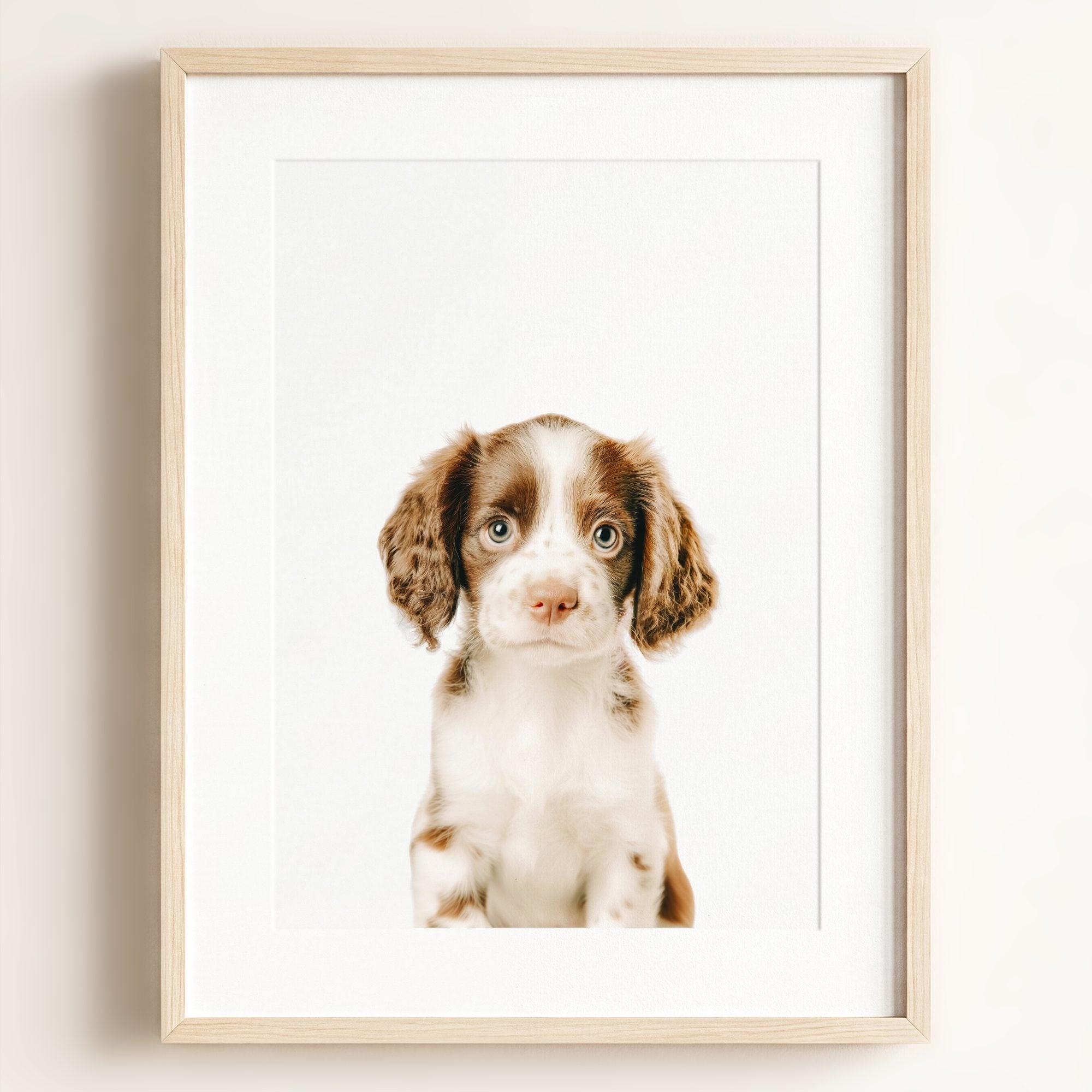 Baby Puppy Springer Spaniel Portrait