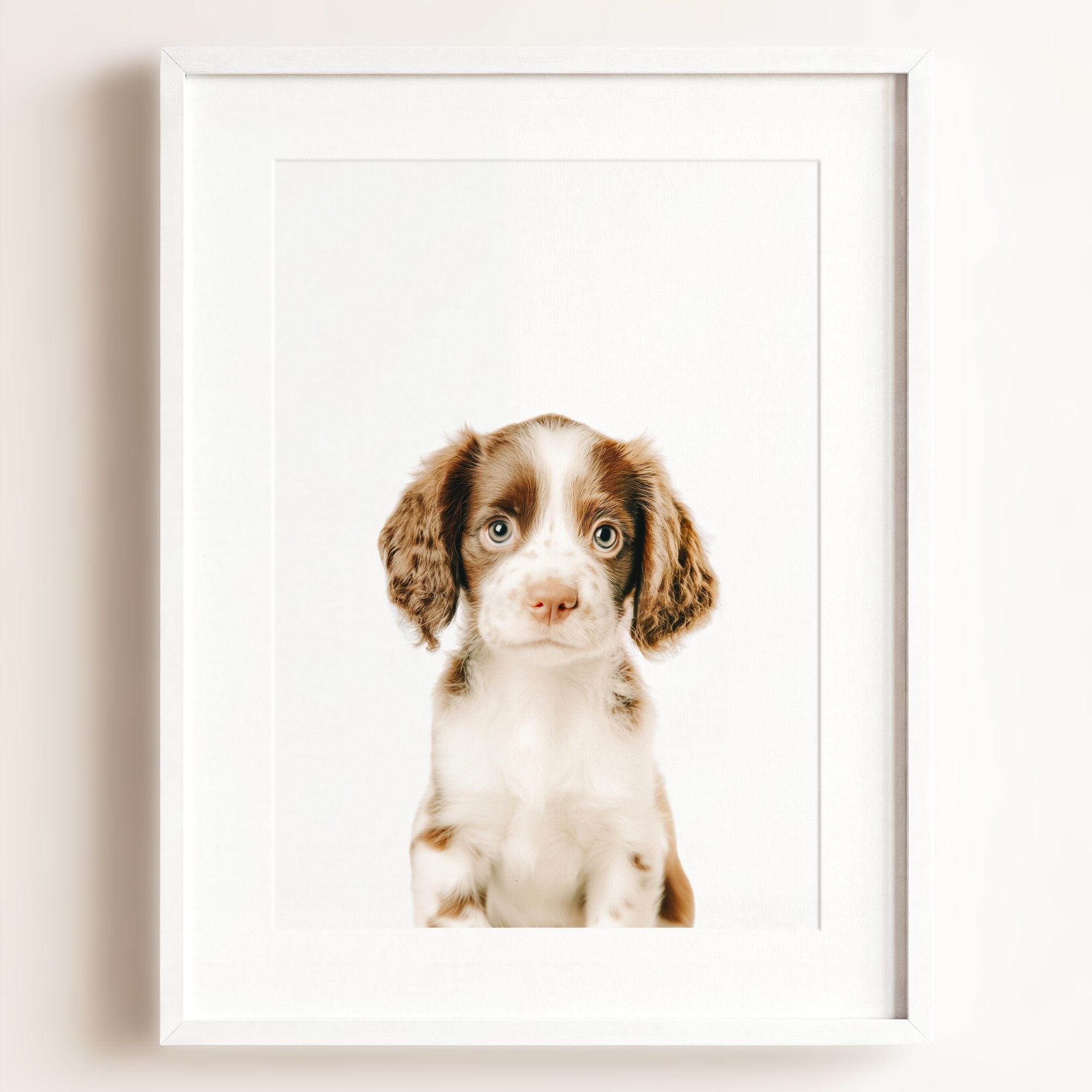 Baby Puppy Springer Spaniel Portrait