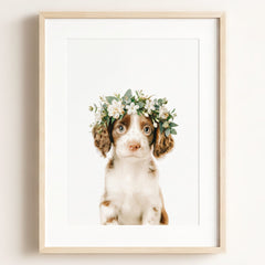 Baby Puppy Springer Spaniel Portrait