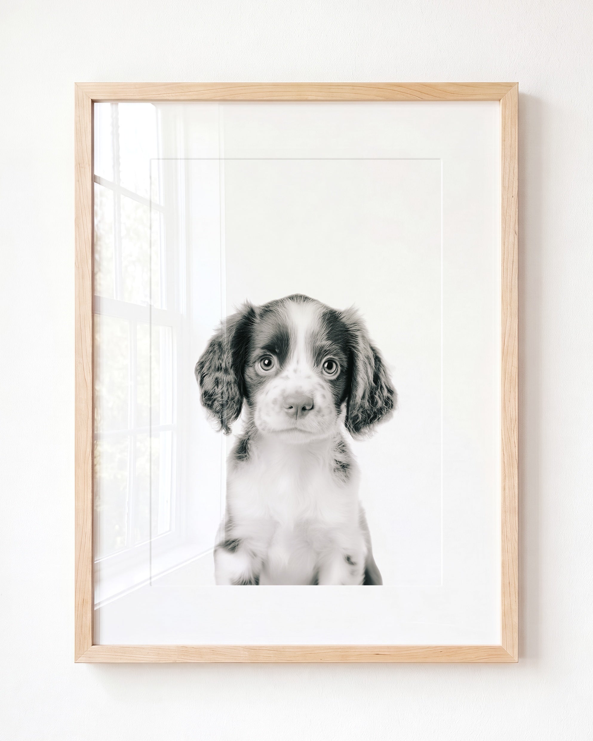 Baby Puppy Springer Spaniel Portrait