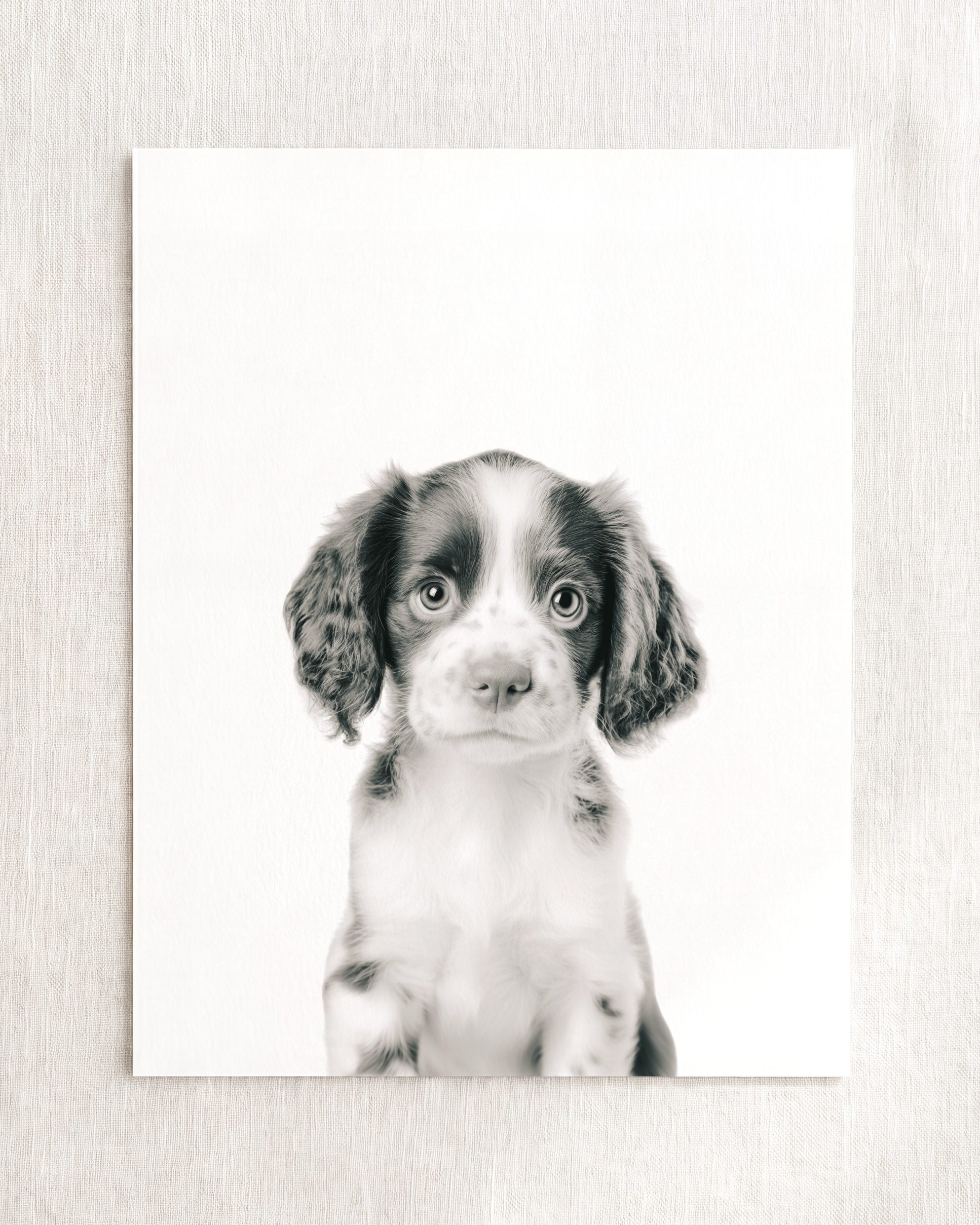 Baby Puppy Springer Spaniel Portrait