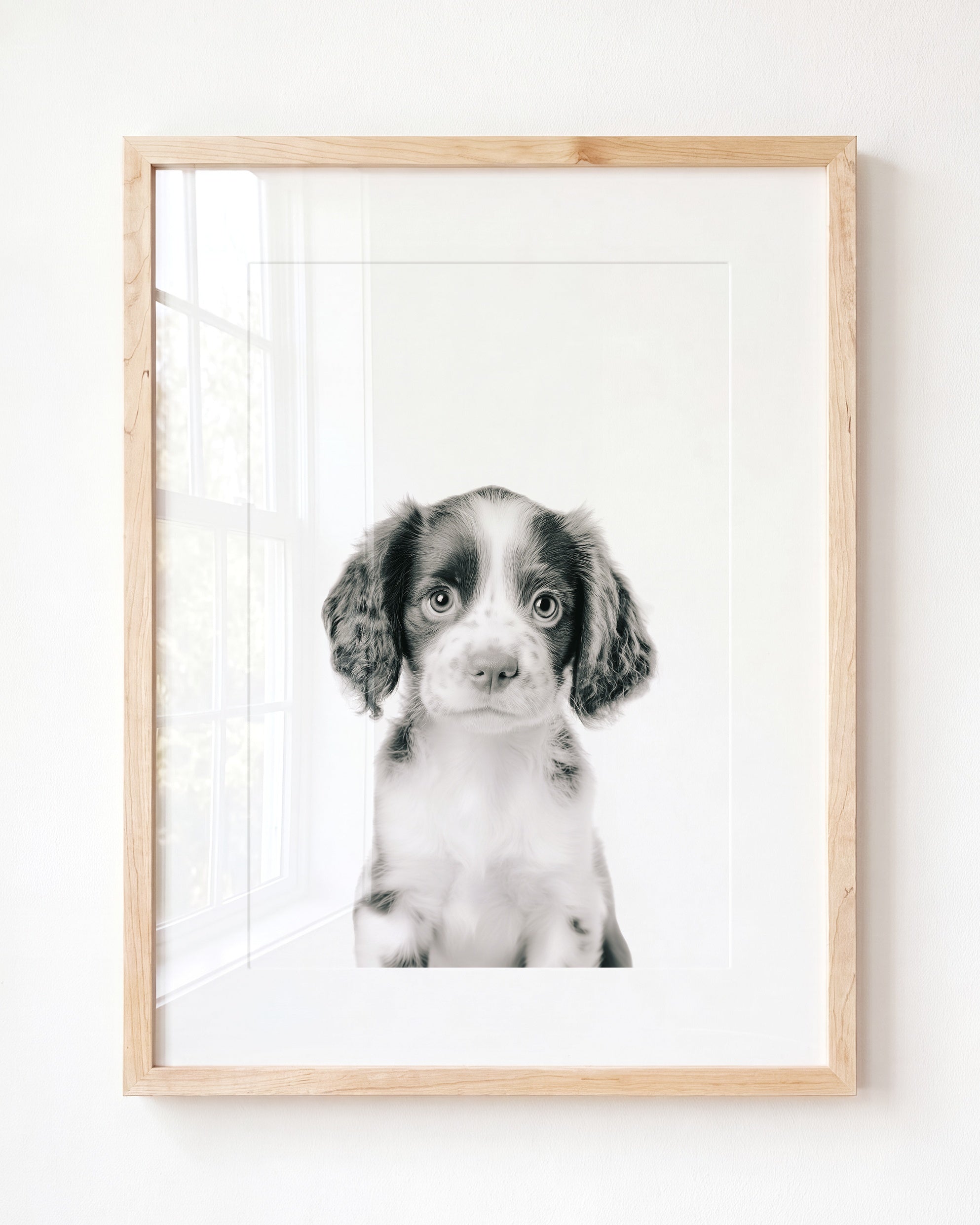 Baby Puppy Springer Spaniel Portrait
