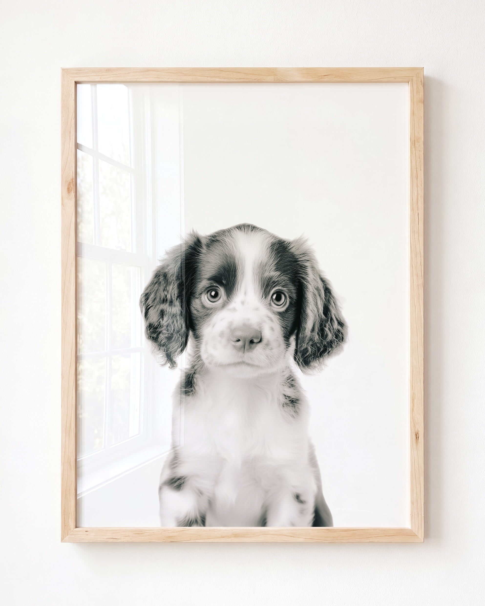 Baby Puppy Springer Spaniel Portrait