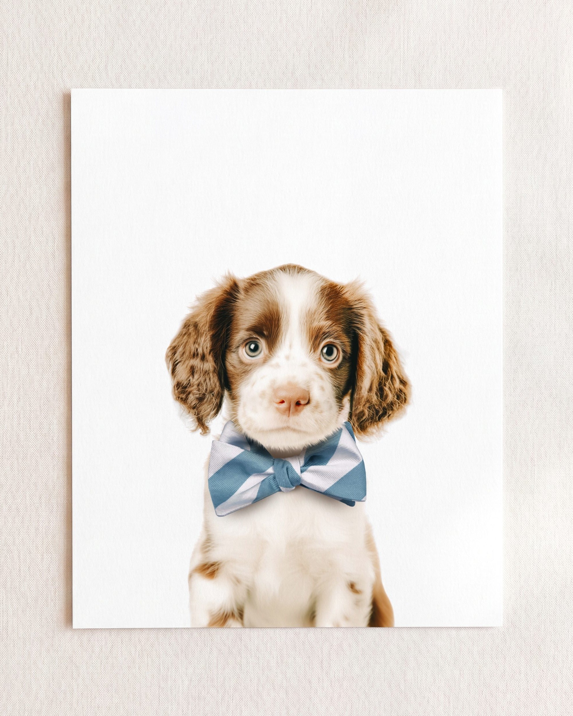 Baby Puppy Springer Spaniel Portrait