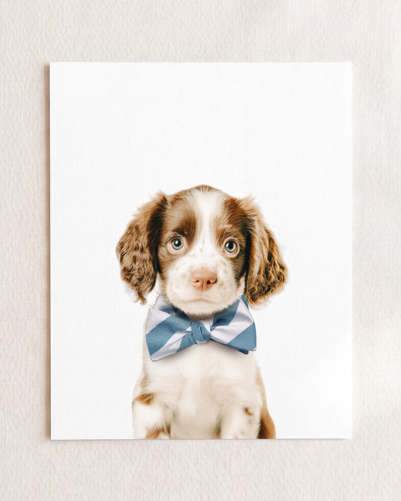 Bow Tie Cornflower