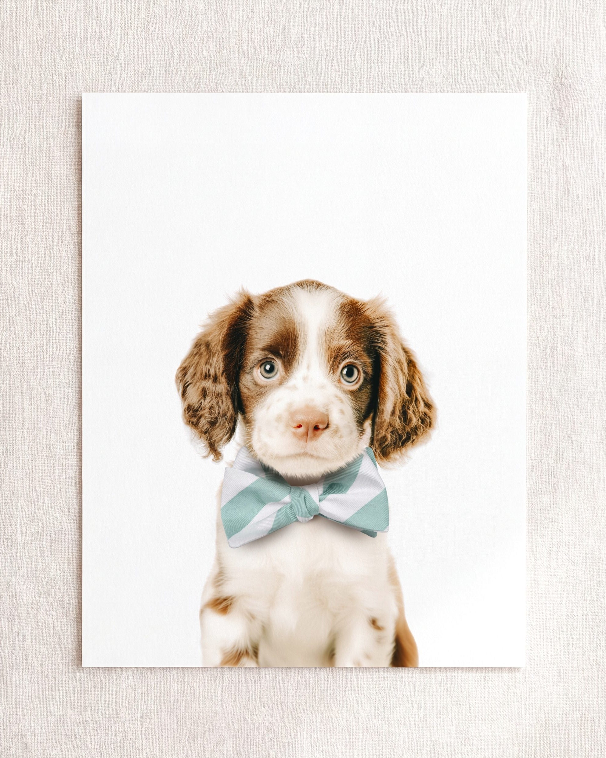 Baby Puppy Springer Spaniel Portrait