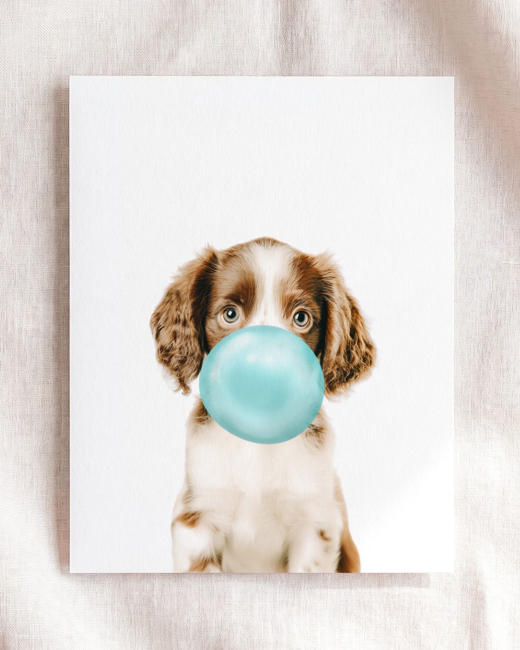 Baby Puppy Springer Spaniel Portrait