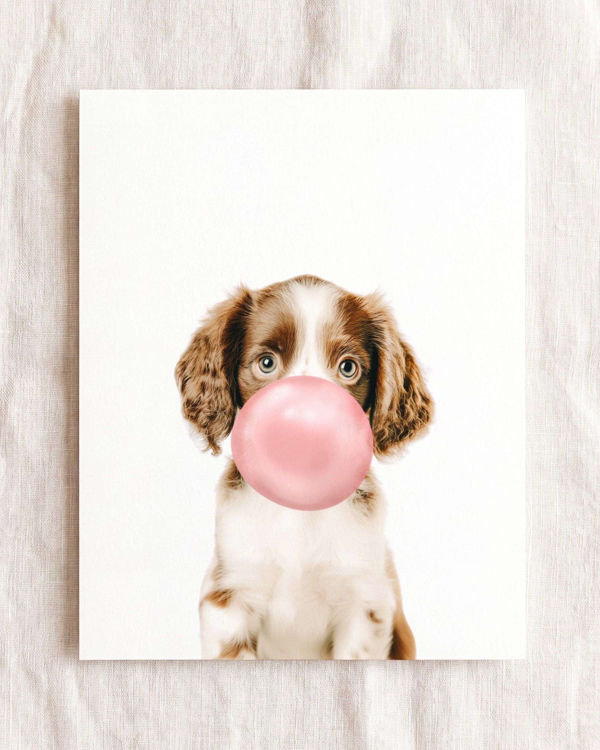 Baby Puppy Springer Spaniel Portrait