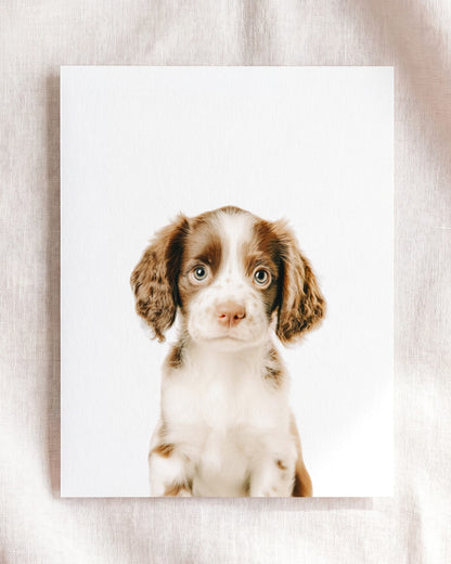 Baby Puppy Springer Spaniel Portrait