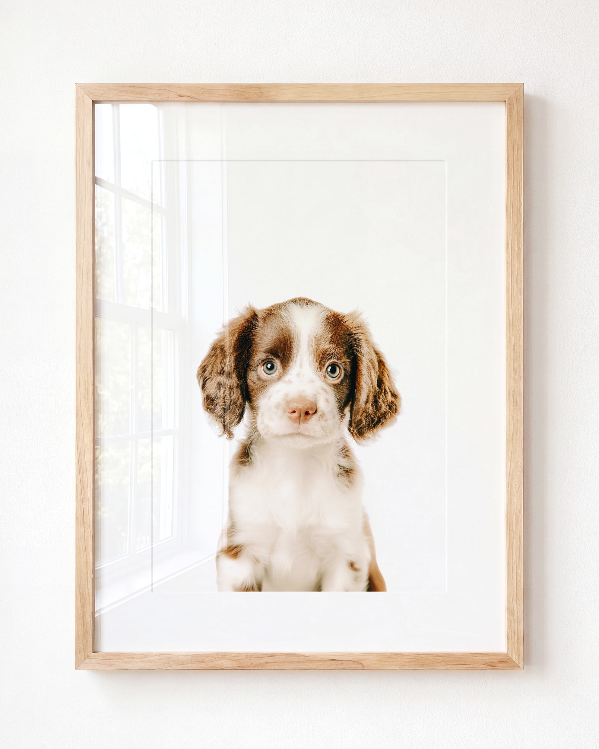 Baby Puppy Springer Spaniel Portrait