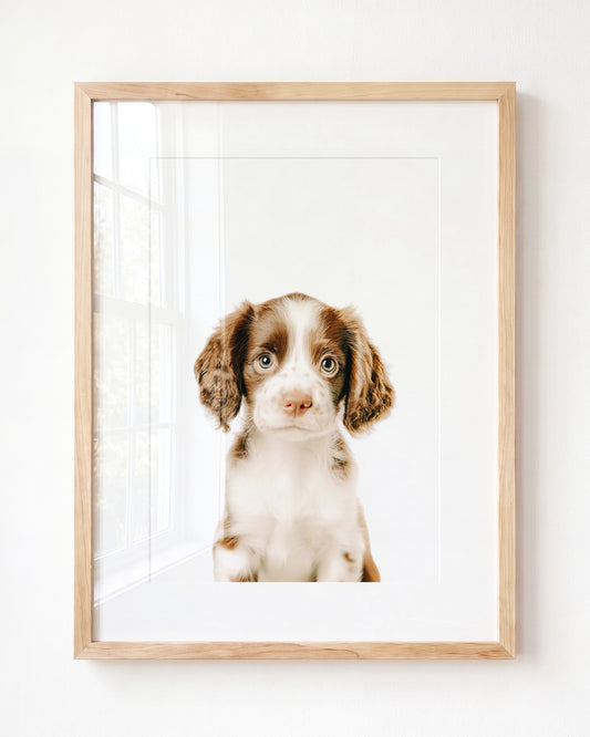 Baby Puppy Springer Spaniel Portrait