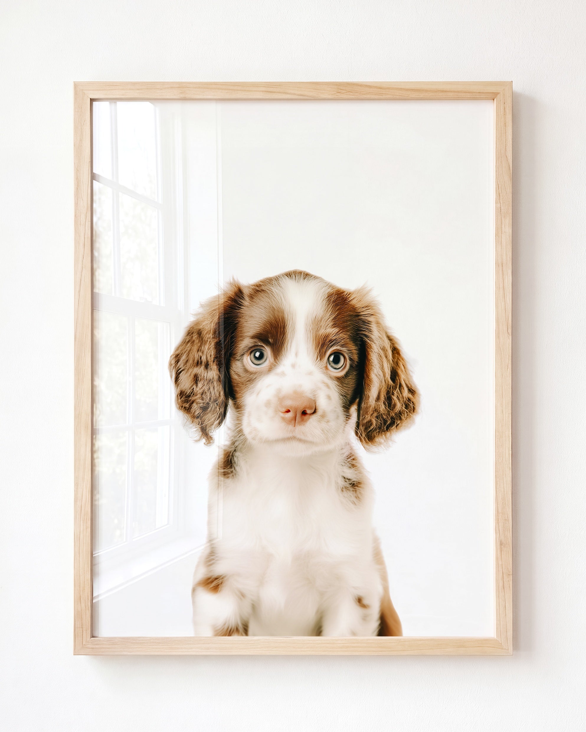 Baby Puppy Springer Spaniel Portrait