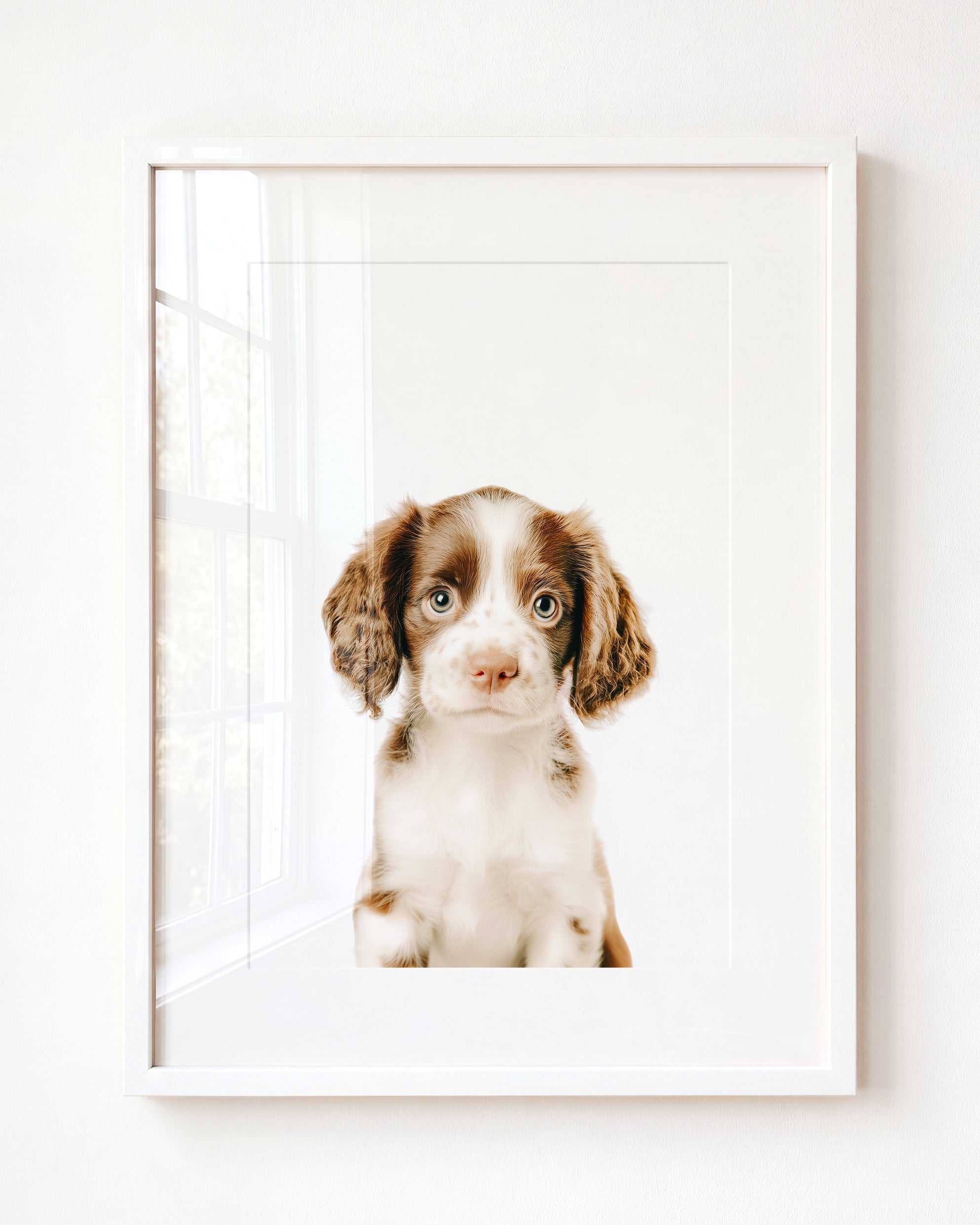 Baby Puppy Springer Spaniel Portrait